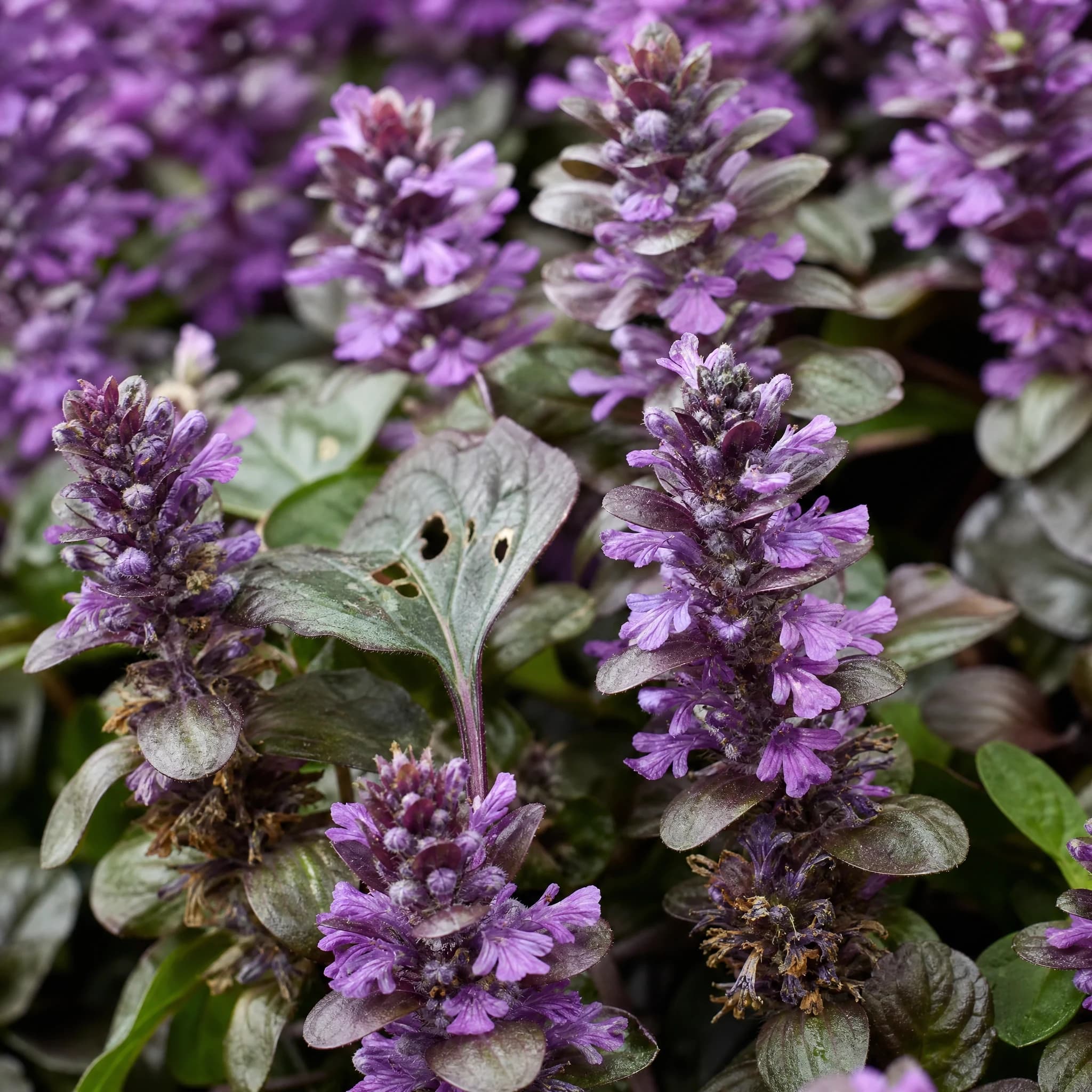 איוגה סגולה (ajuga reptans) — תקריב פריחה, משתלת הדר נוי