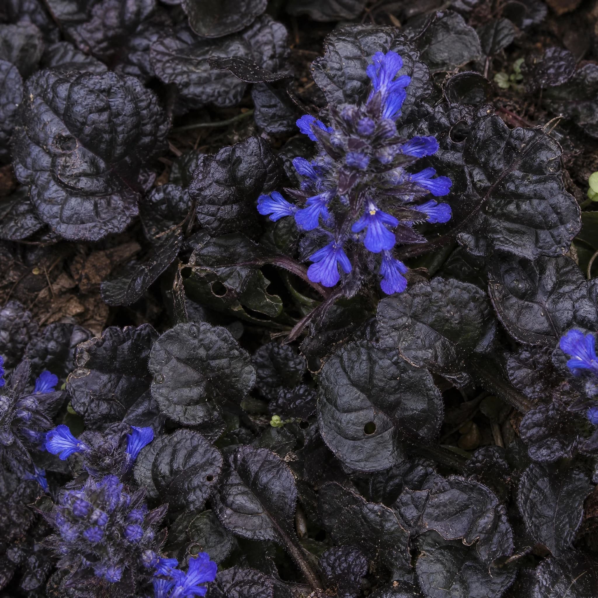 איוגה סגולה (ajuga reptans) — תקריב פריחה, משתלת הדר נוי