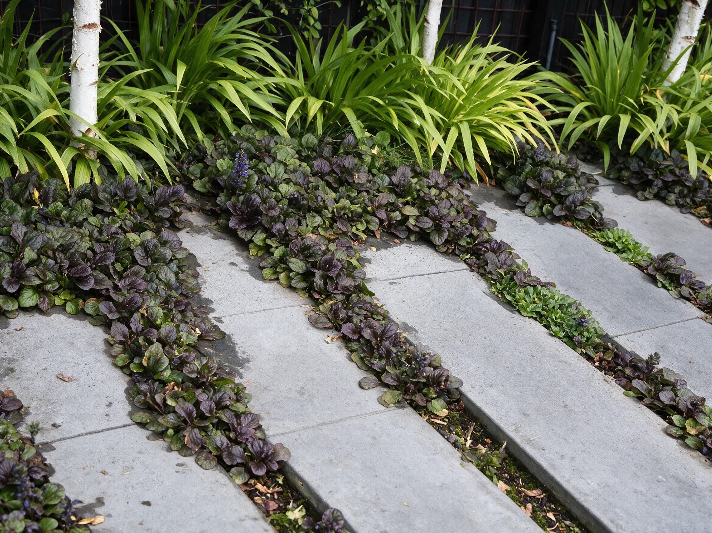 איוגה סגולה (ajuga reptans) — איוגה ארגמנית מכסה את הרווחים בין מדרגות בטון בגינה מוצלת עם גזעי ליבנה — שתילה בין אבני מדרך, משתלת הדר נוי