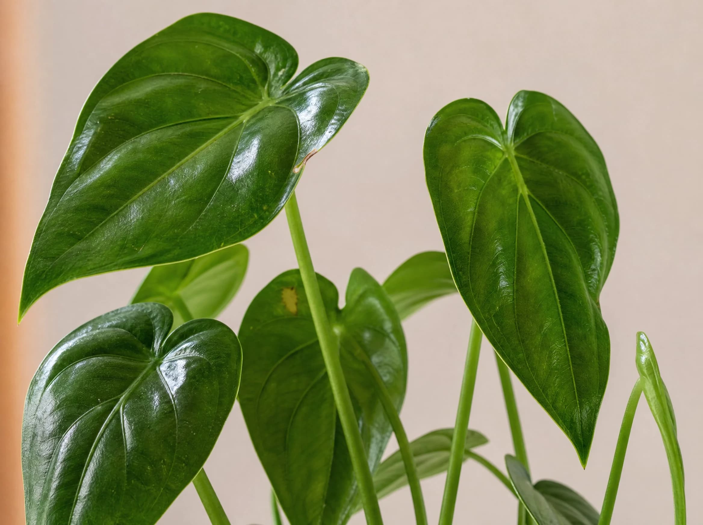 אלוקסיה "קקולטה" (alocasia cucullata) — תקריב עלים, משתלת הדר נוי