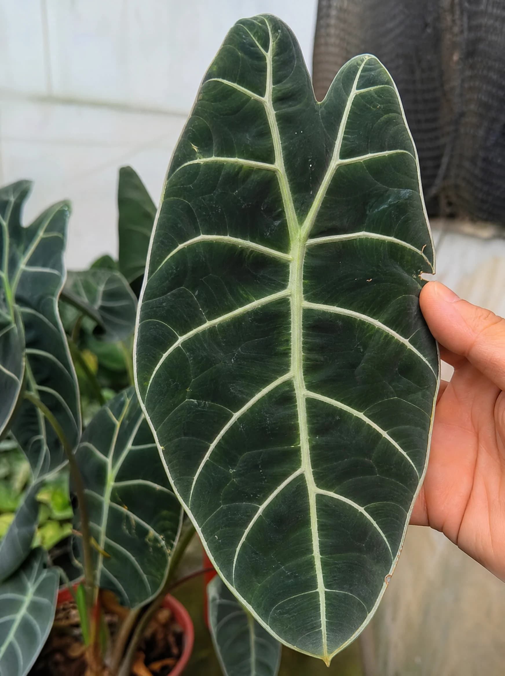 אלוקסיה "וואטסוניה" (alocasia longiloba watsoniana) — תקריב עלים, משתלת הדר נוי