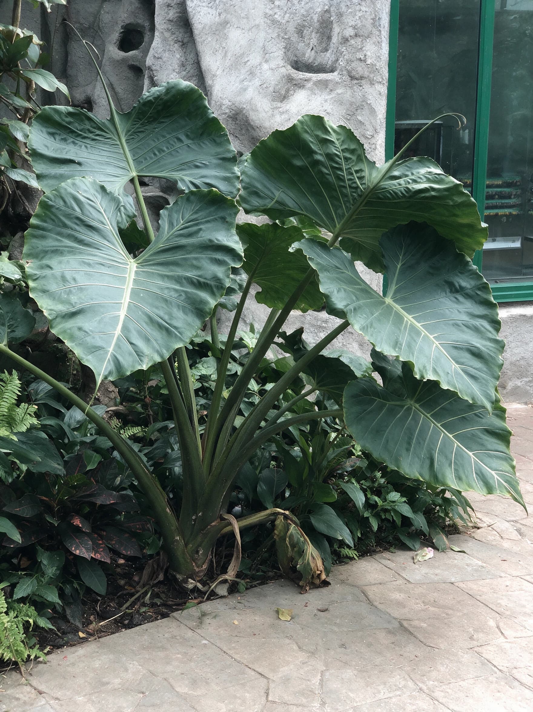 אלוקסיה "סטינגריי" (alocasia macrorrhizos stingray) — אלוקסיה 'סטינגריי׳ עם עלים גדולים בערוגה מוצלת לרגלי קיר מבנה — צמח מבטא בגינה, משתלת הדר נוי
