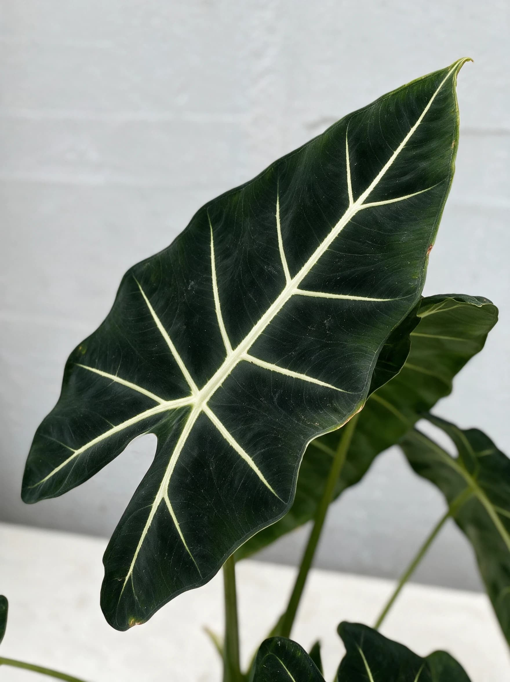 אלוקסיה "פרדריק" מגוון (alocasia micholitziana frydek) — תקריב עלים, משתלת הדר נוי