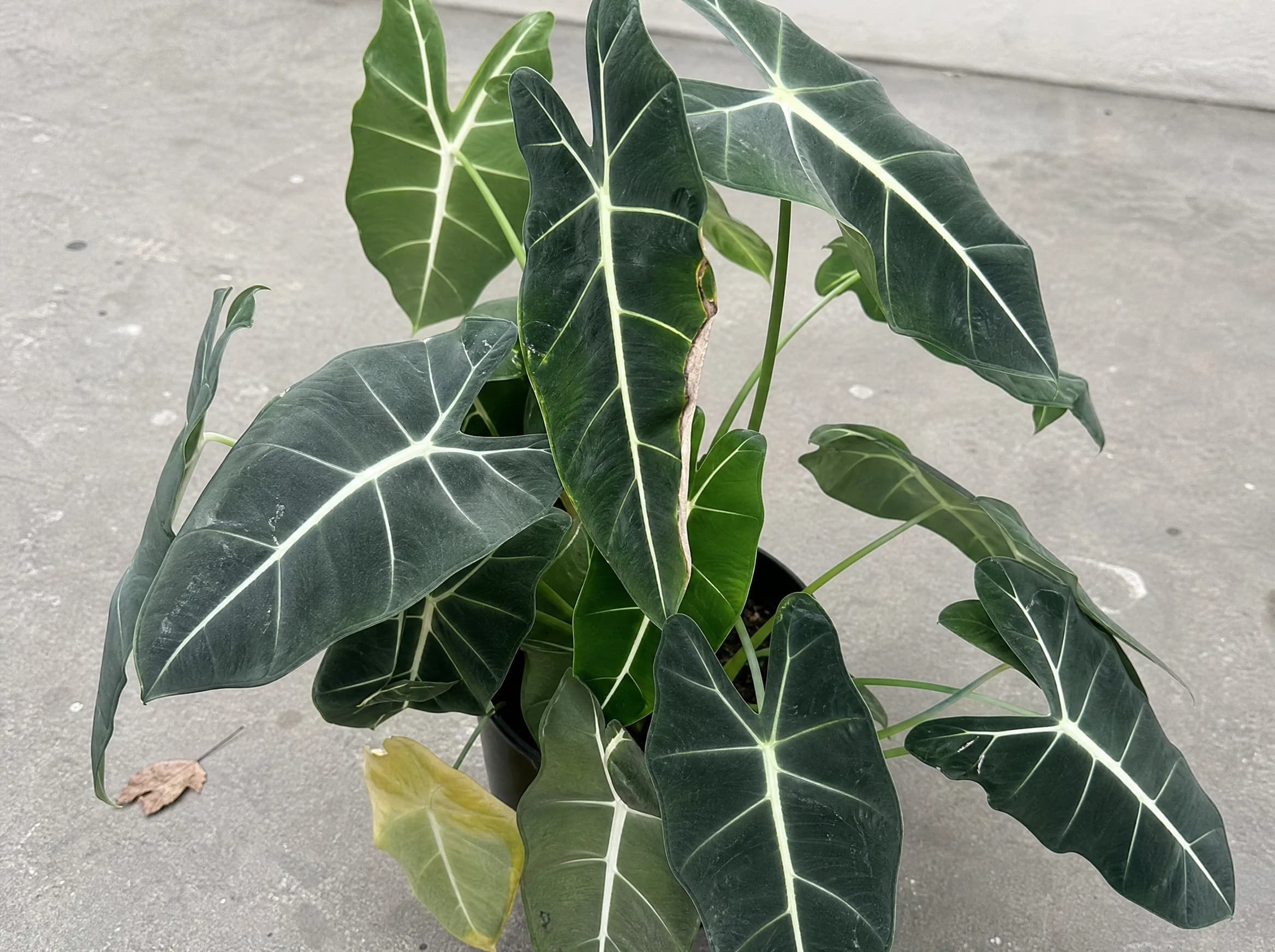 אלוקסיה "פרדריק" מגוון (alocasia micholitziana frydek) — תקריב עלים, משתלת הדר נוי