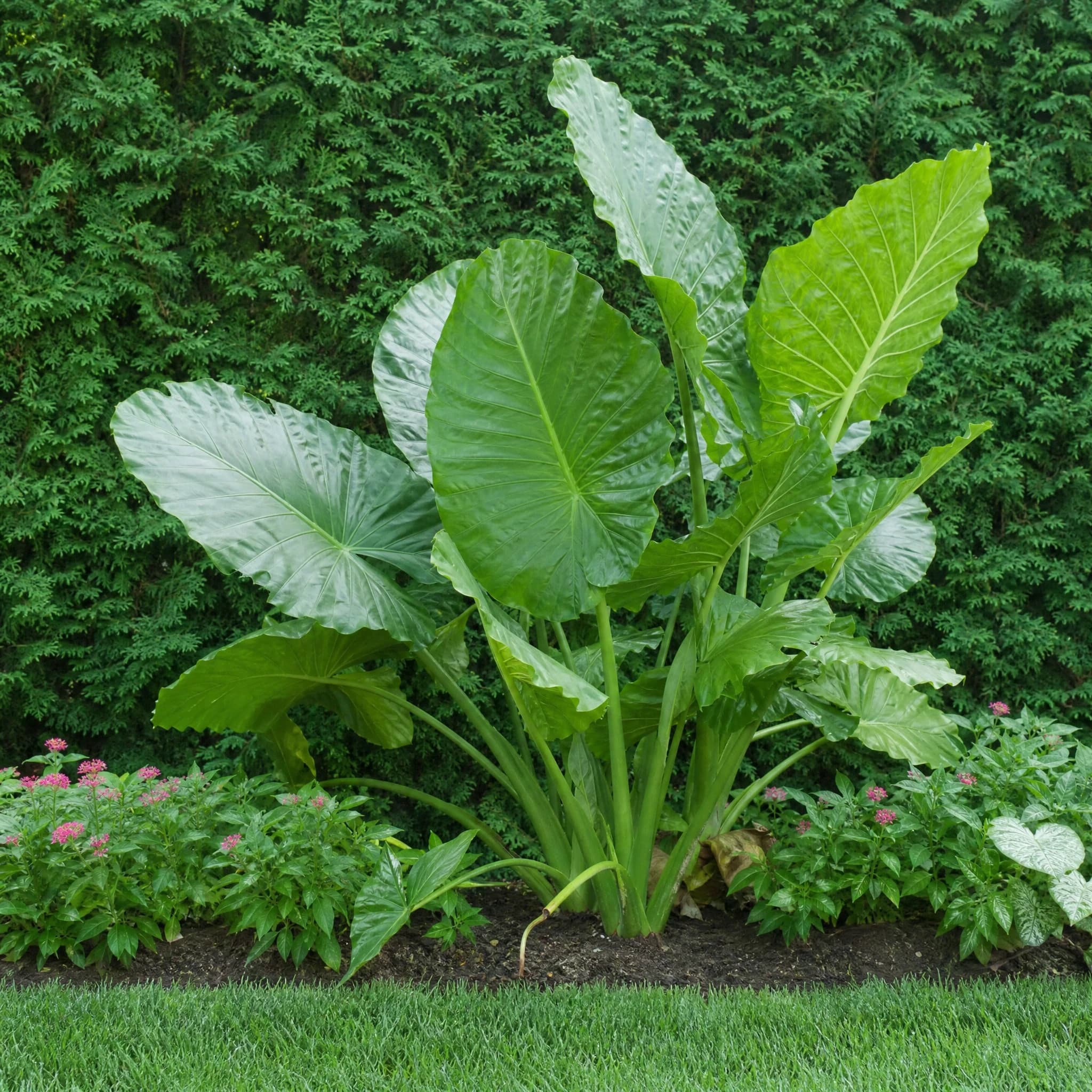 אלוקסיה "קליפורניה" (alocasia odora california) — גומת אלוקסיה גדולת עלים בקצה מדשאה מכוסחת על רקע גדר ירוקה צפופה — צמח מבטא בגינה, משתלת הדר נוי