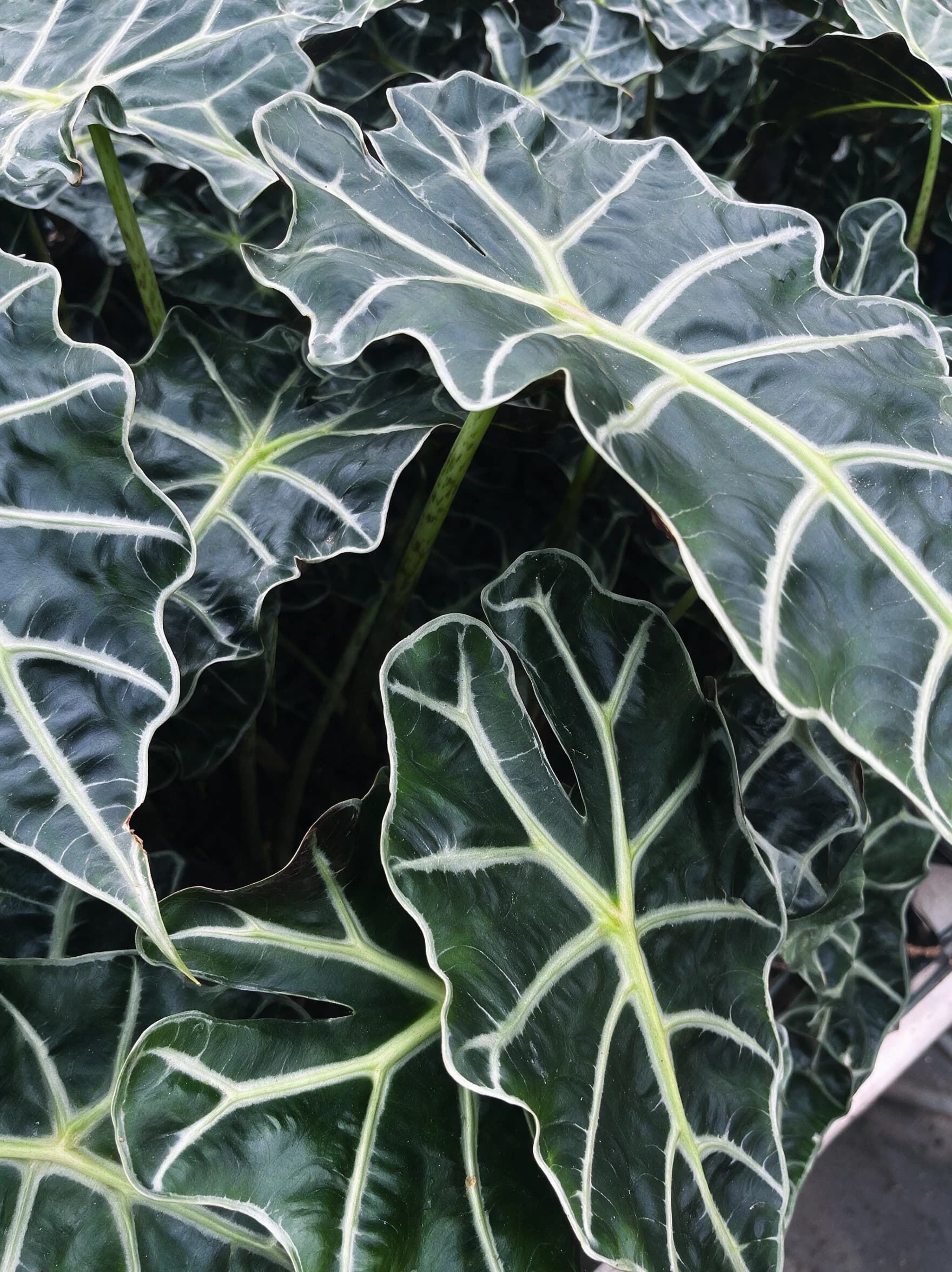 אלוקסיה אמזוניקה (alocasia x amazonica) — תקריב עלים, משתלת הדר נוי