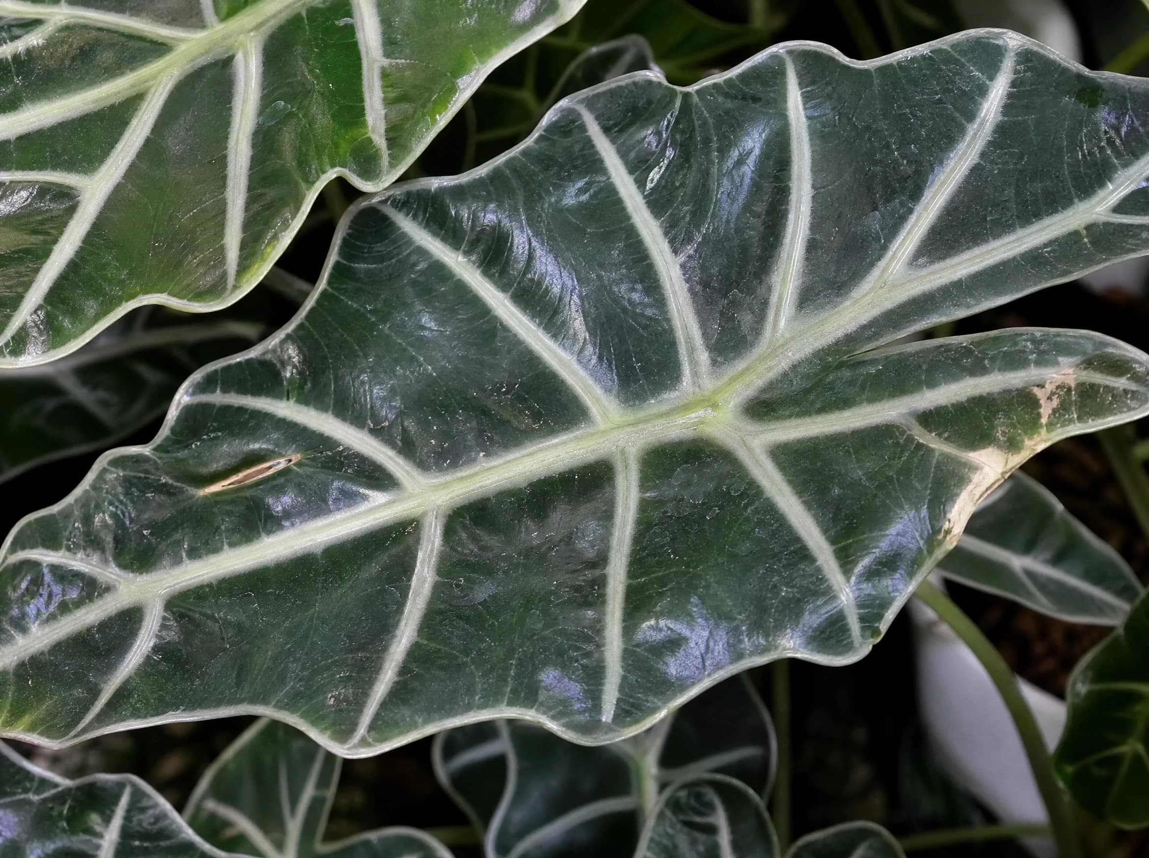 אלוקסיה אמזוניקה (alocasia x amazonica) — תקריב עלים, משתלת הדר נוי