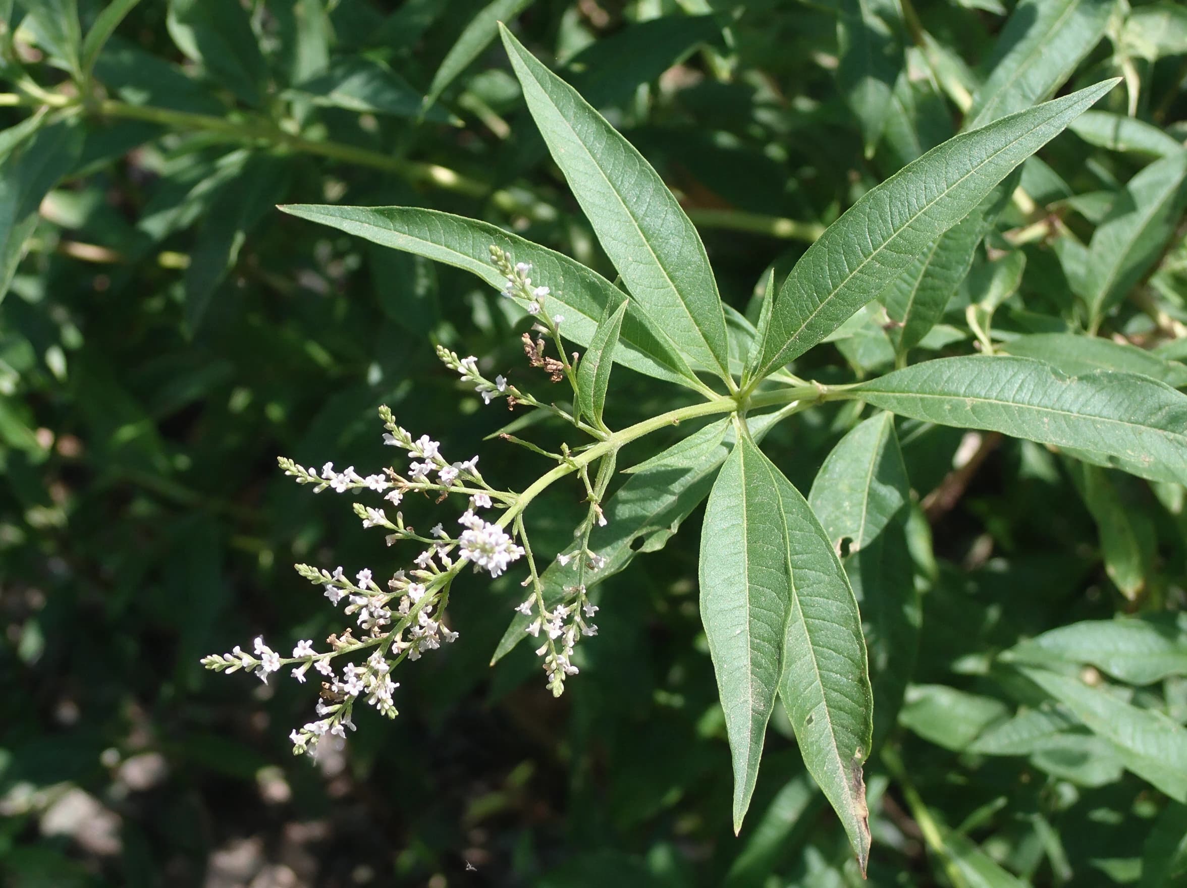 לואיזה (aloysia citriodora) — תקריב פריחה, משתלת הדר נוי