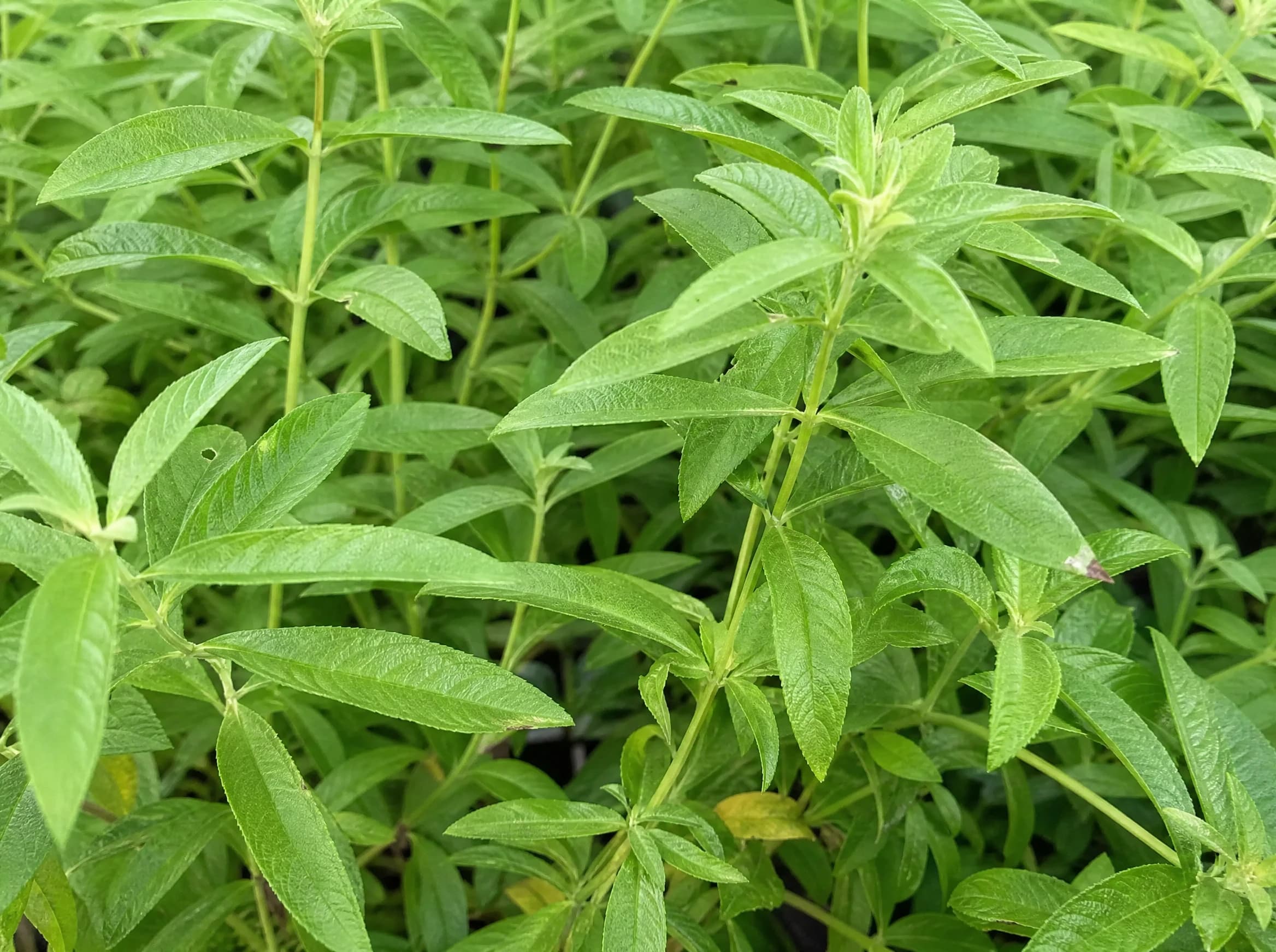 לואיזה (aloysia citriodora) — תקריב עלים, משתלת הדר נוי