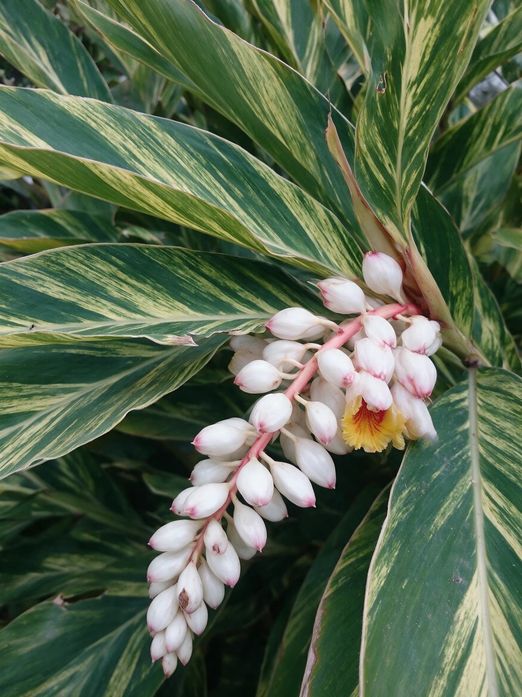 אלפיניה מגוונת (alpinia zerumbet variegata) — תקריב פריחה, משתלת הדר נוי