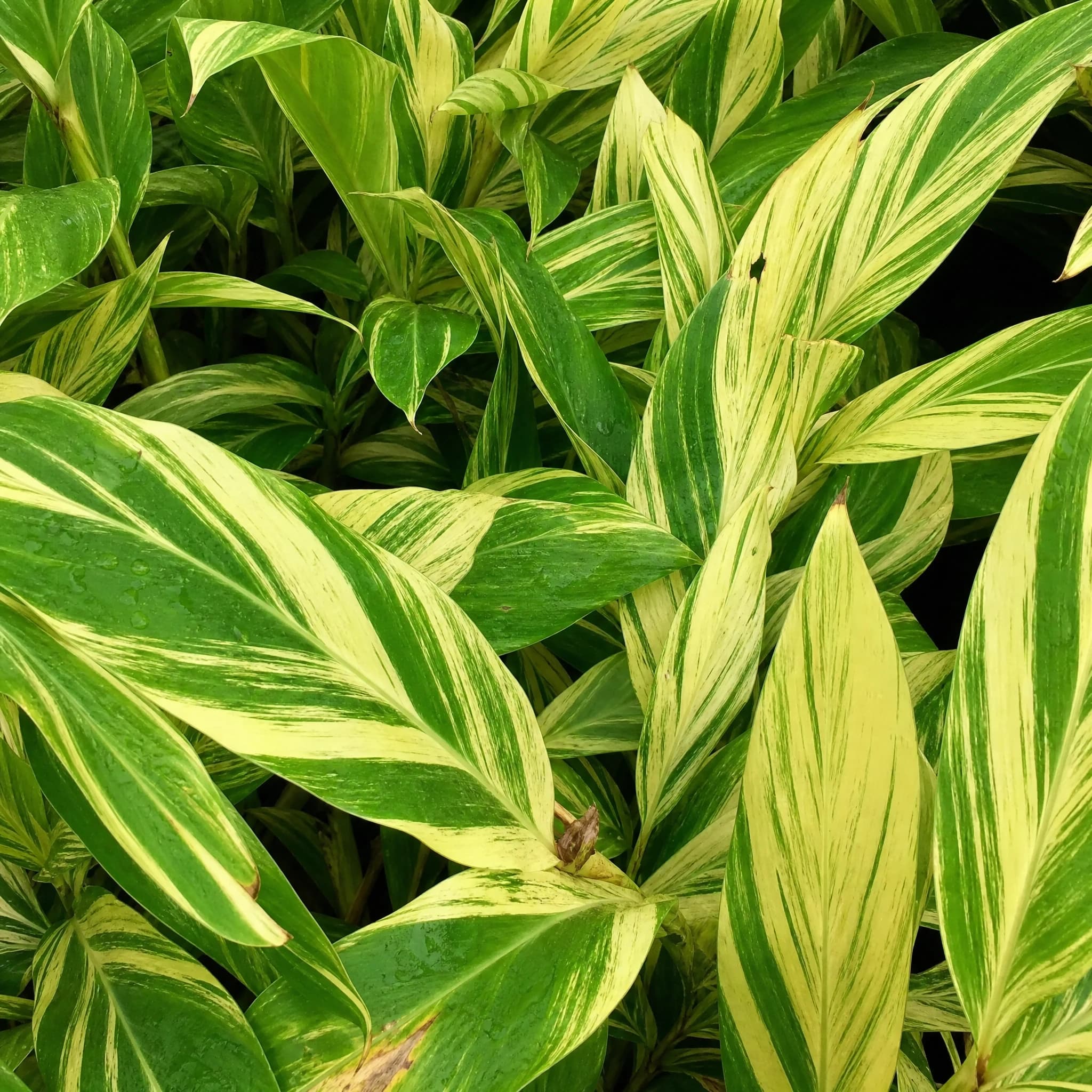אלפיניה מגוונת (alpinia zerumbet variegata) — תקריב עלים, משתלת הדר נוי
