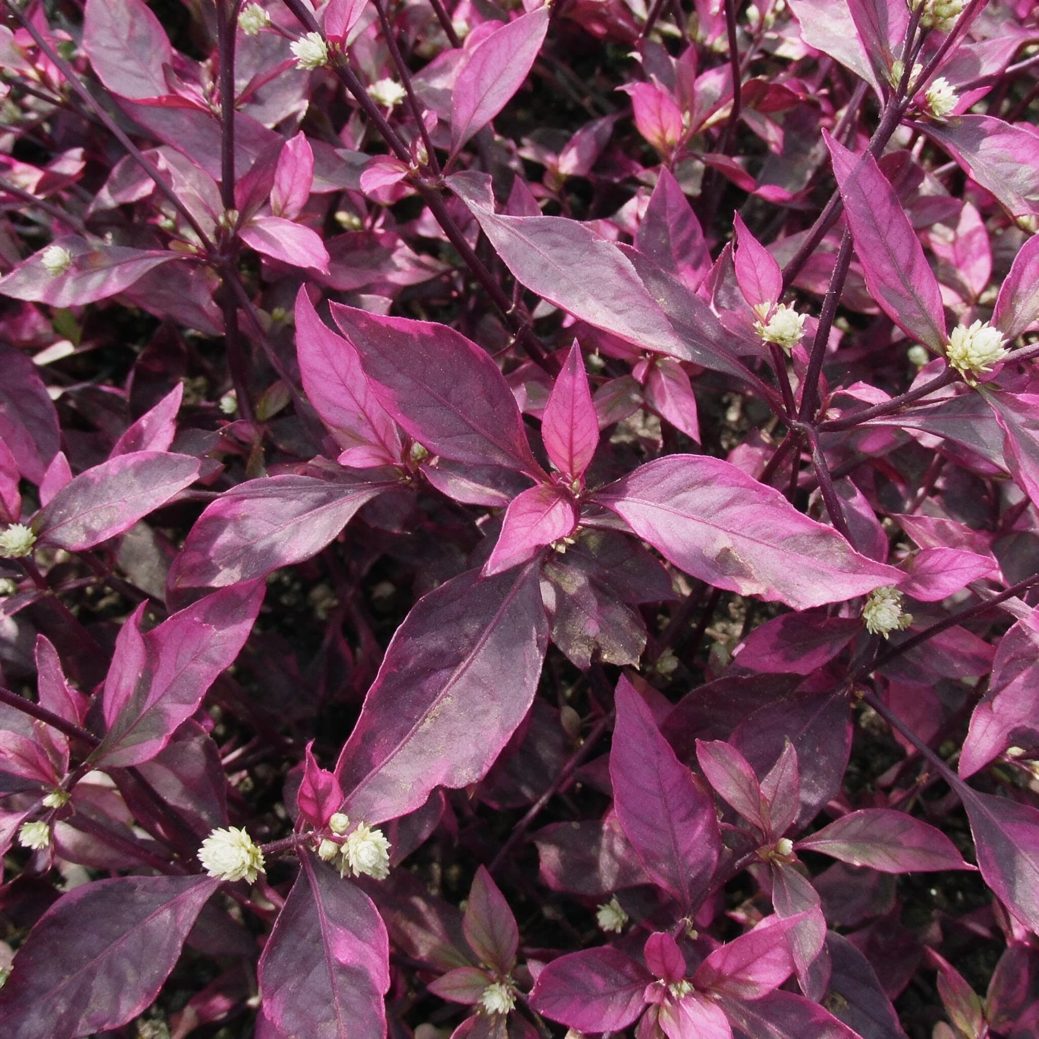 ביצן 'רד הוט׳ (alternanthera red hot) — תקריב עלים, משתלת הדר נוי