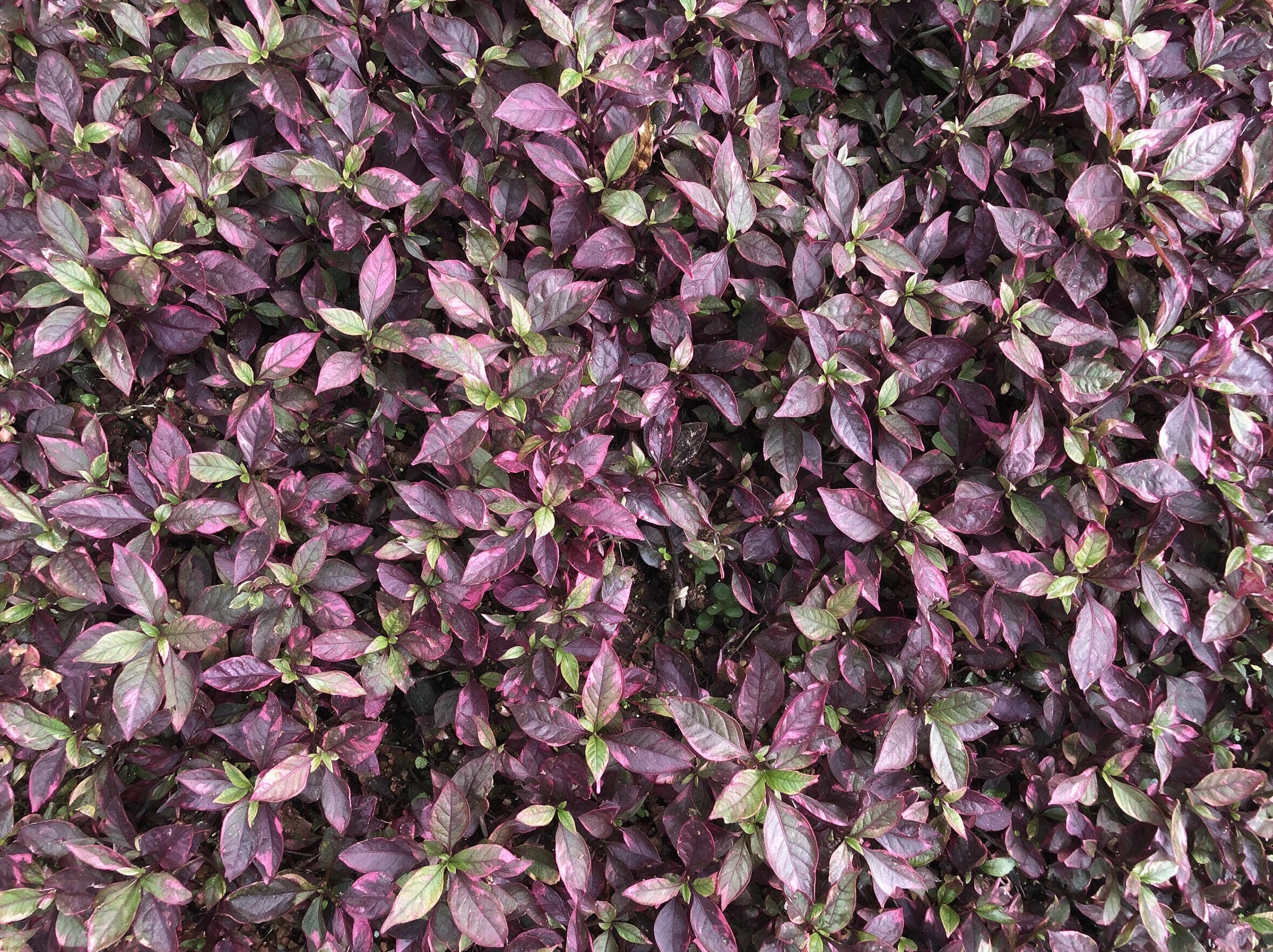 ביצן 'רד הוט׳ (alternanthera red hot) — תקריב עלים, משתלת הדר נוי