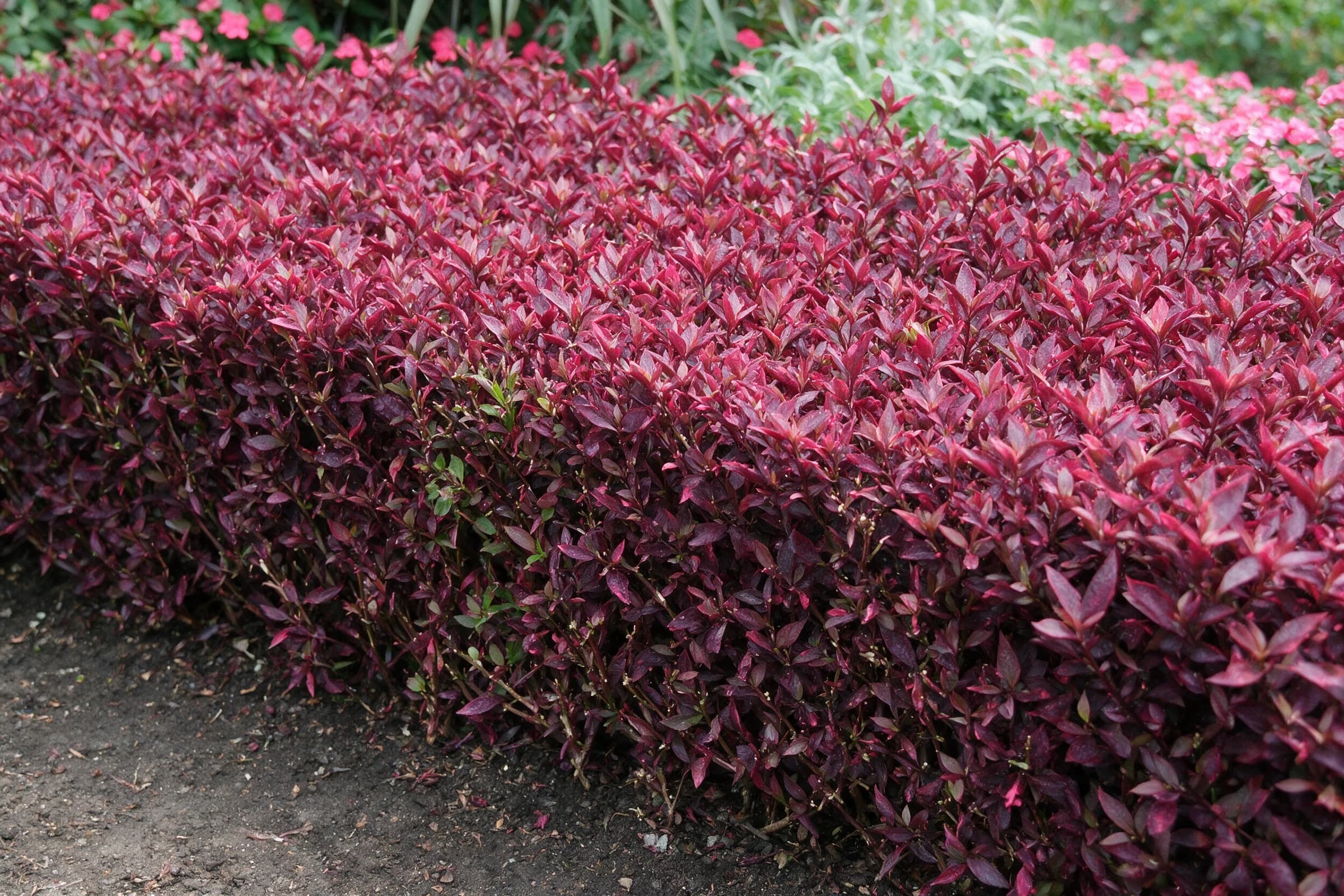 ביצן 'רד הוט׳ (alternanthera red hot) — מסה גזומה של ביצן אדום בערוגה ציבורית עם שורת פרחים ורודים מאחור — שתילה במסה, משתלת הדר נוי