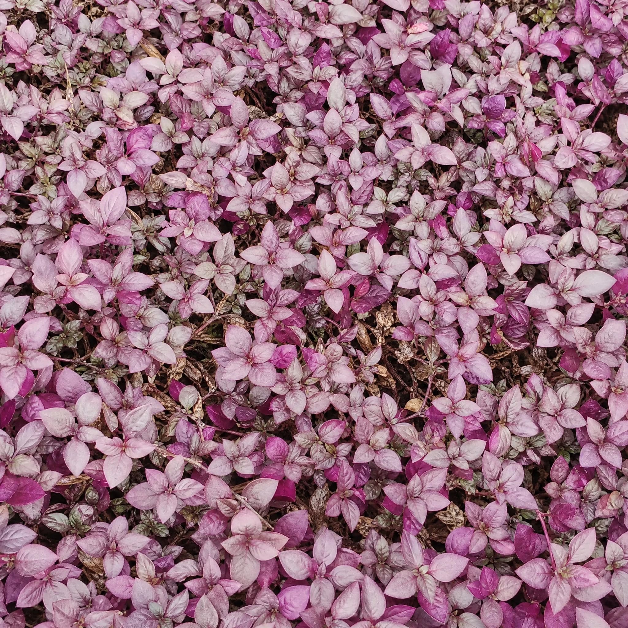 ביצן 'רובי׳ ננסי (alternanthera ruby) — תקריב עלים, משתלת הדר נוי