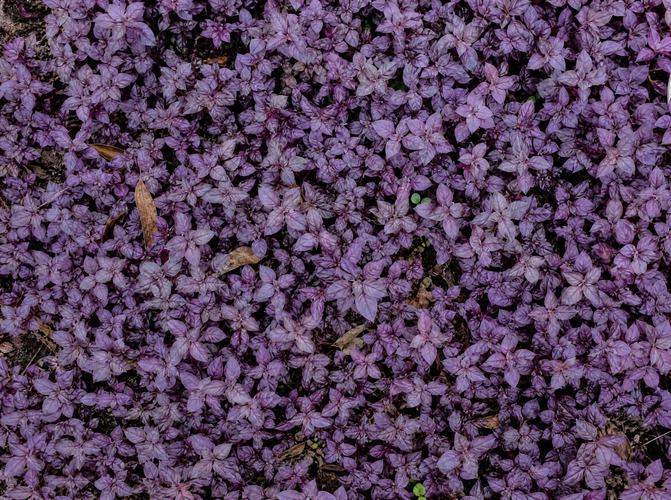 ביצן 'רובי׳ ננסי (alternanthera ruby) — תקריב עלים, משתלת הדר נוי