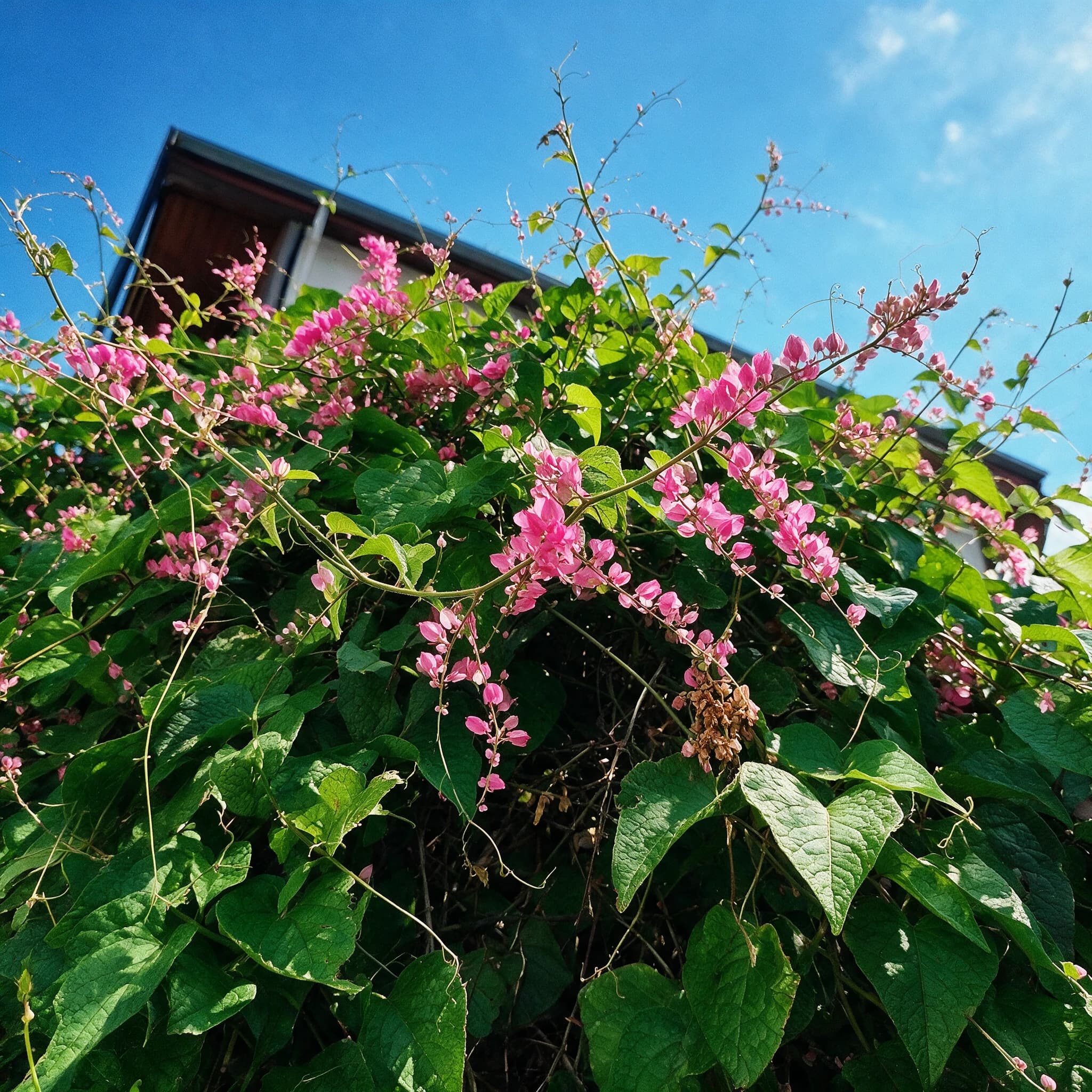 אנטיגון דק העוקצים (antigonon leptopus) — מטפס אנטיגון פורח בוורוד מכסה גדר בחזית בית תחת שמיים כחולים — מטפס על קיר ופרגולה, משתלת הדר נוי