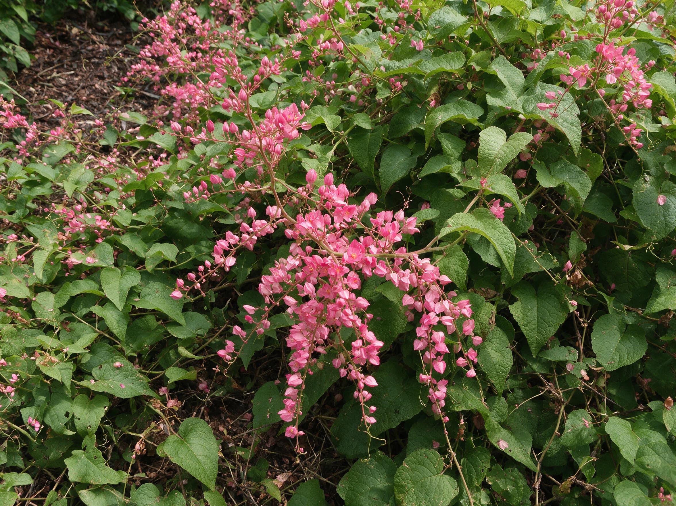אנטיגון דק העוקצים (antigonon leptopus) — מטפס אנטיגונון בסבכה עלוותית ומכבדי פרחים ורודים — מטפס על קיר ופרגולה, משתלת הדר נוי