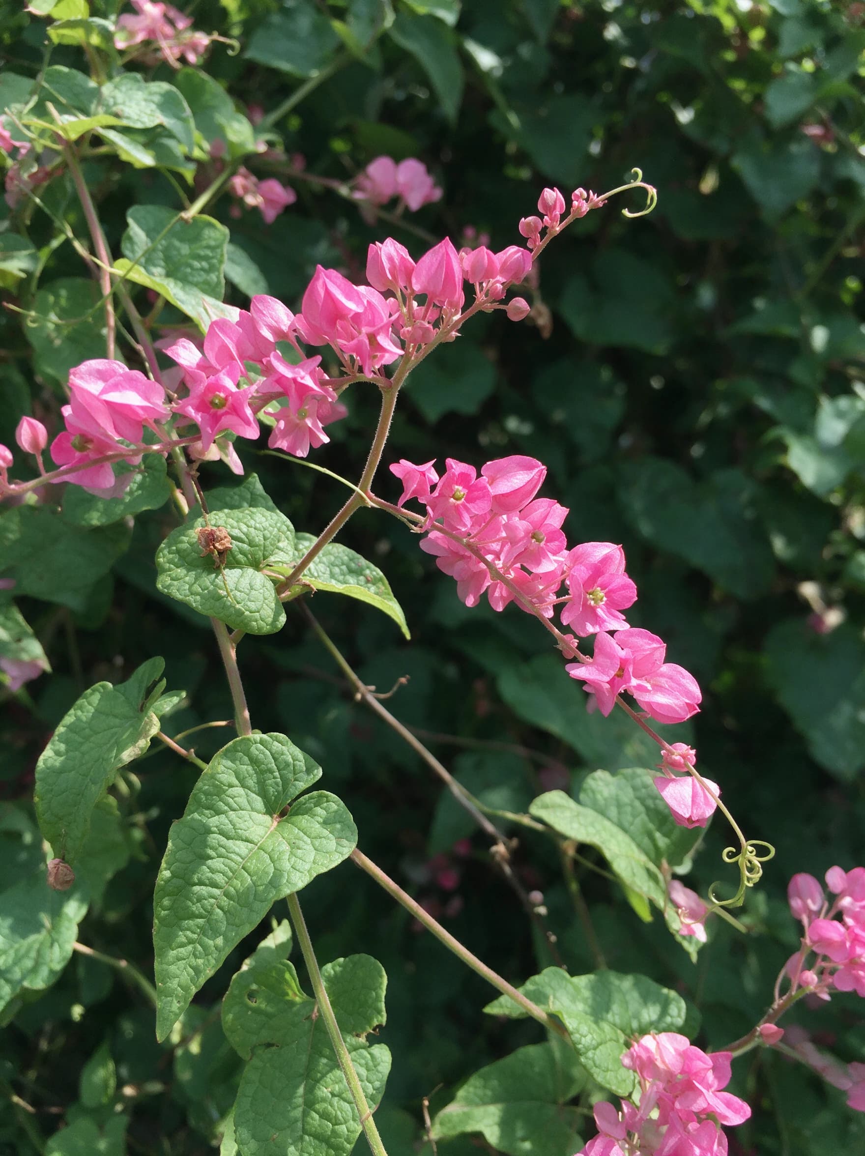 אנטיגון דק העוקצים (antigonon leptopus) — תקריב פריחה, משתלת הדר נוי