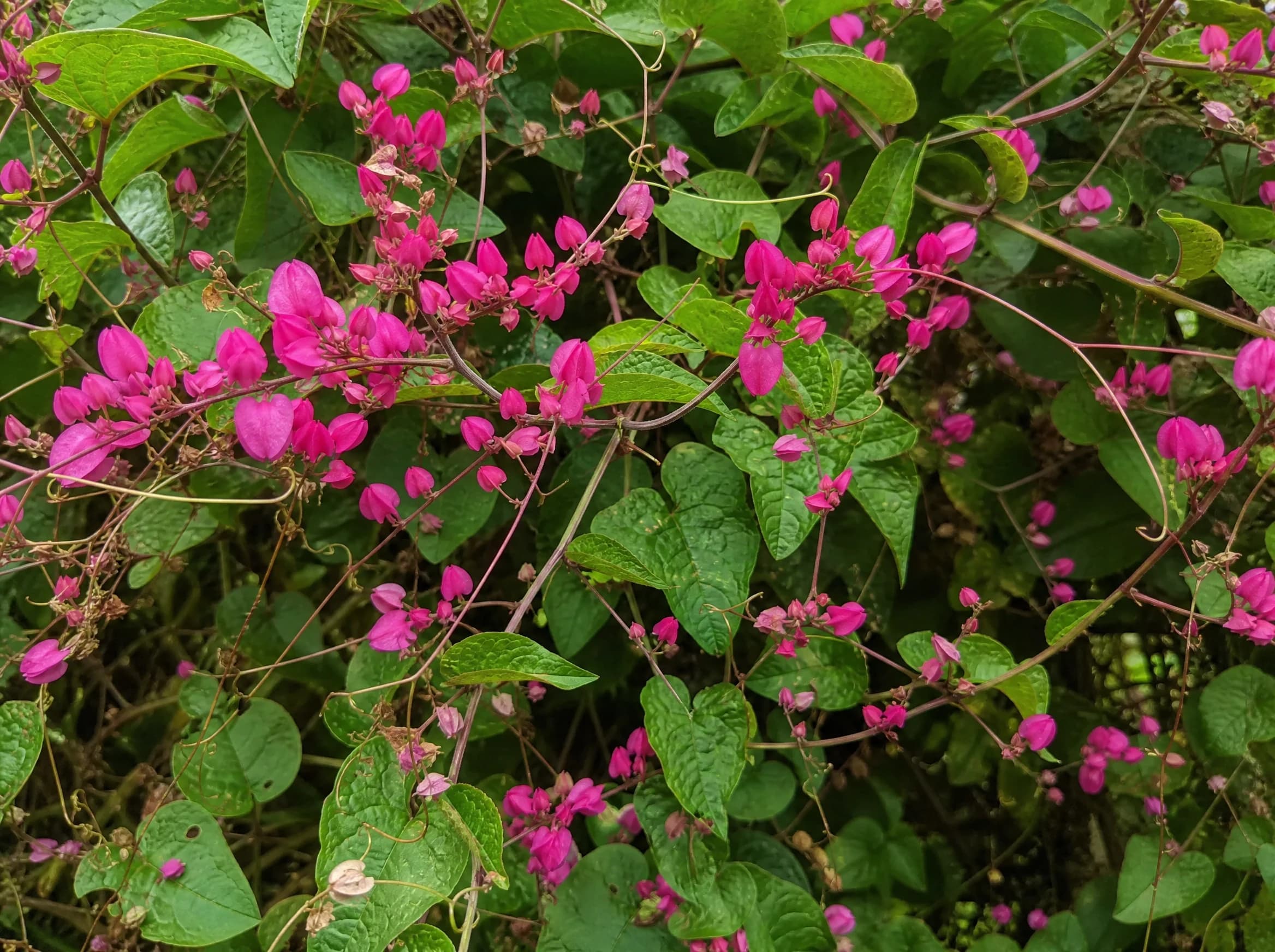 אנטיגון דק העוקצים (antigonon leptopus) — תקריב פריחה, משתלת הדר נוי
