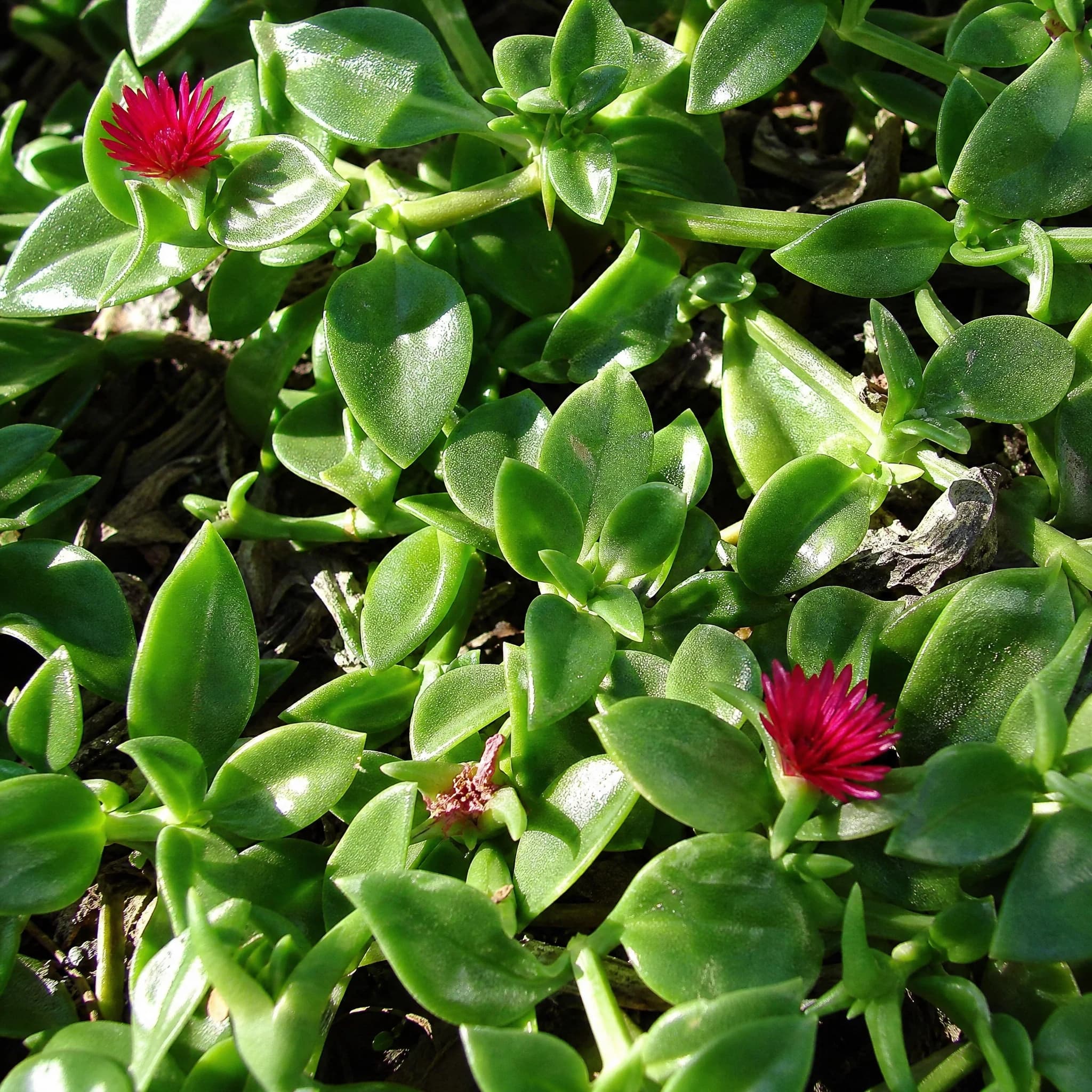 חי עולם (aptenia cordifolia) — תקריב פריחה, משתלת הדר נוי