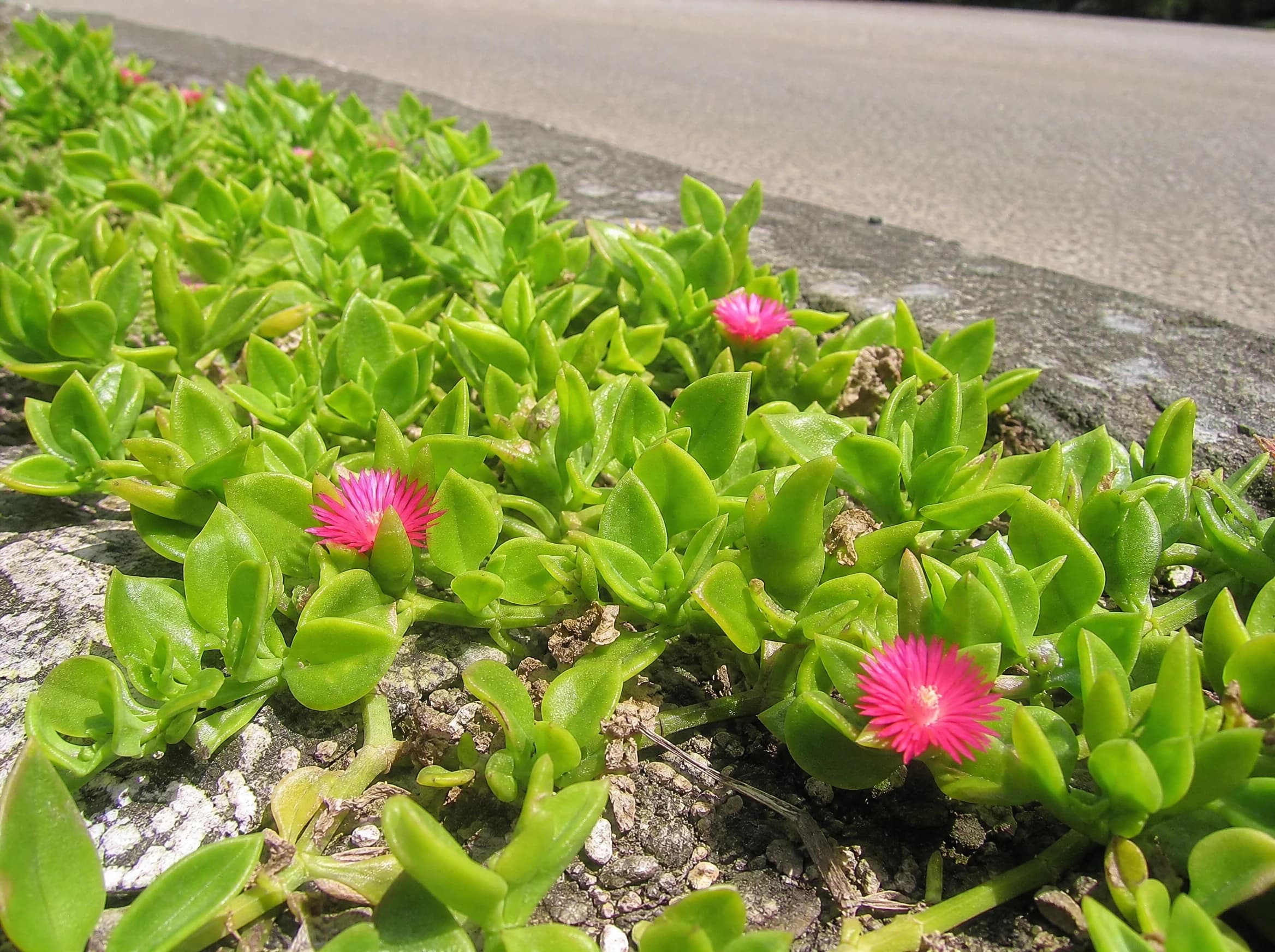 חי עולם (aptenia cordifolia) — מרבד חי עולם פורח מכסה שולי דרך עד אבן השפה — כיסוי קרקע, משתלת הדר נוי