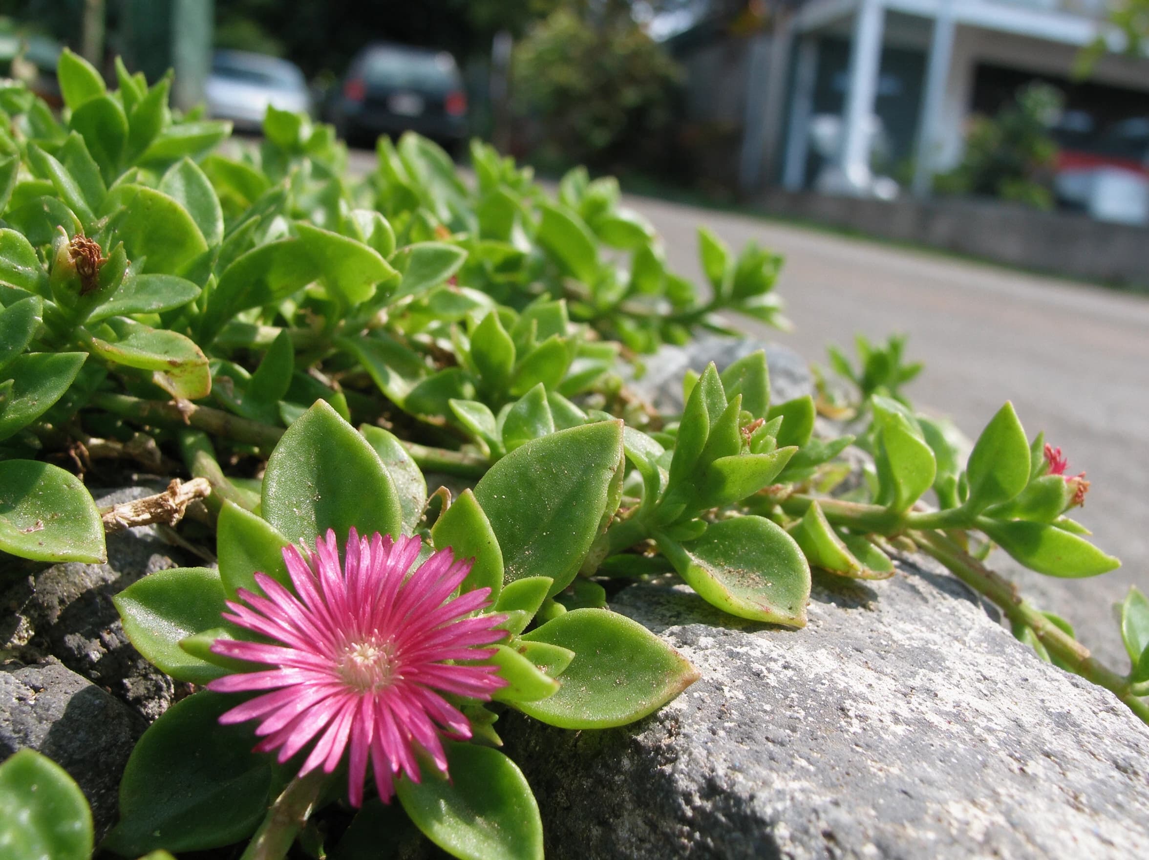חי עולם (aptenia cordifolia) — חי עולם זוחל על אבנים בשולי רחוב, עם פרח מגנטה פתוח בקדמת התמונה — גינת סלעים, משתלת הדר נוי