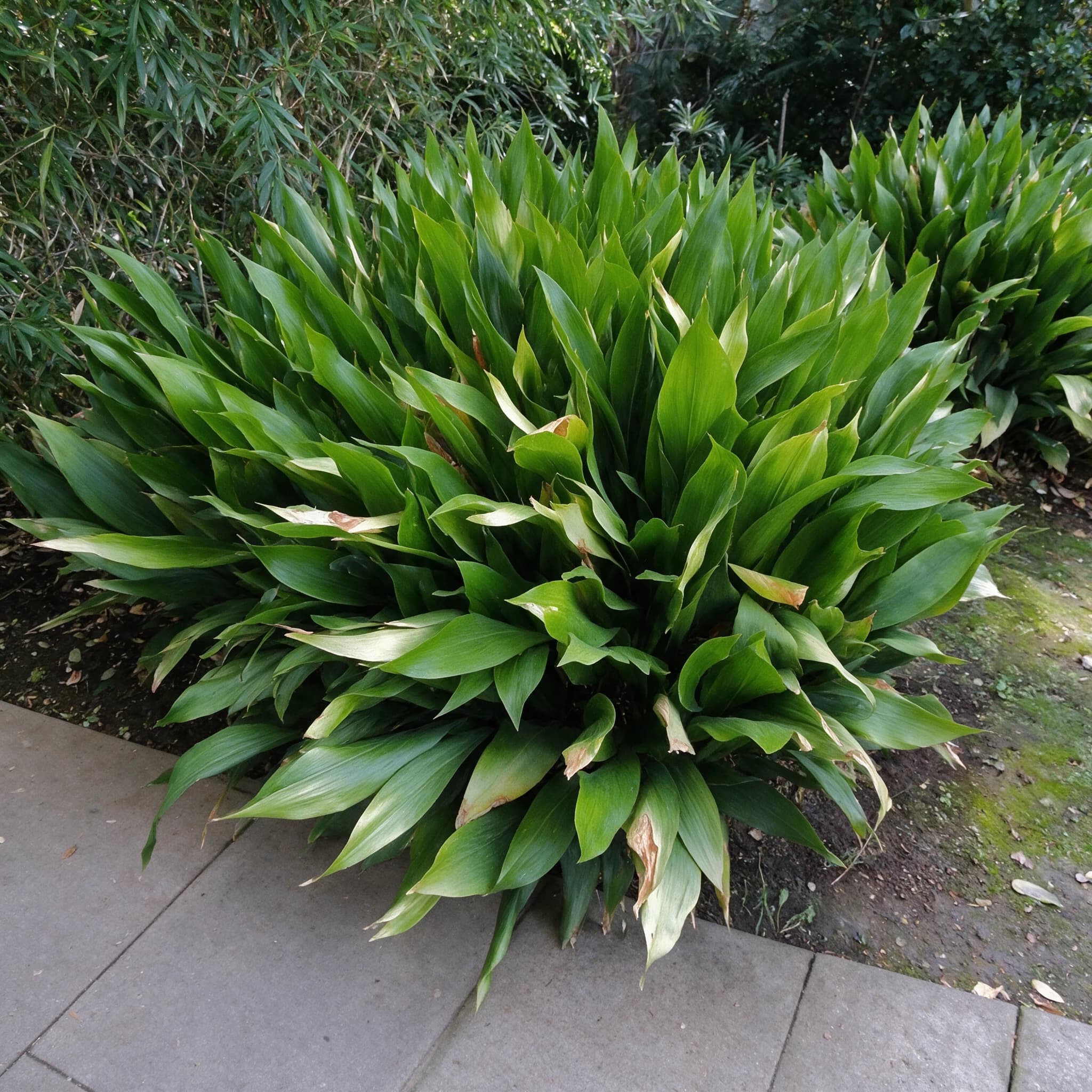מגינית ירוקה (aspidistra elatior) — גומת מגינית ירוקה בשולי שביל מרוצף בגינה מוצלת ולחה — גבול ערוגה ושוליים, משתלת הדר נוי