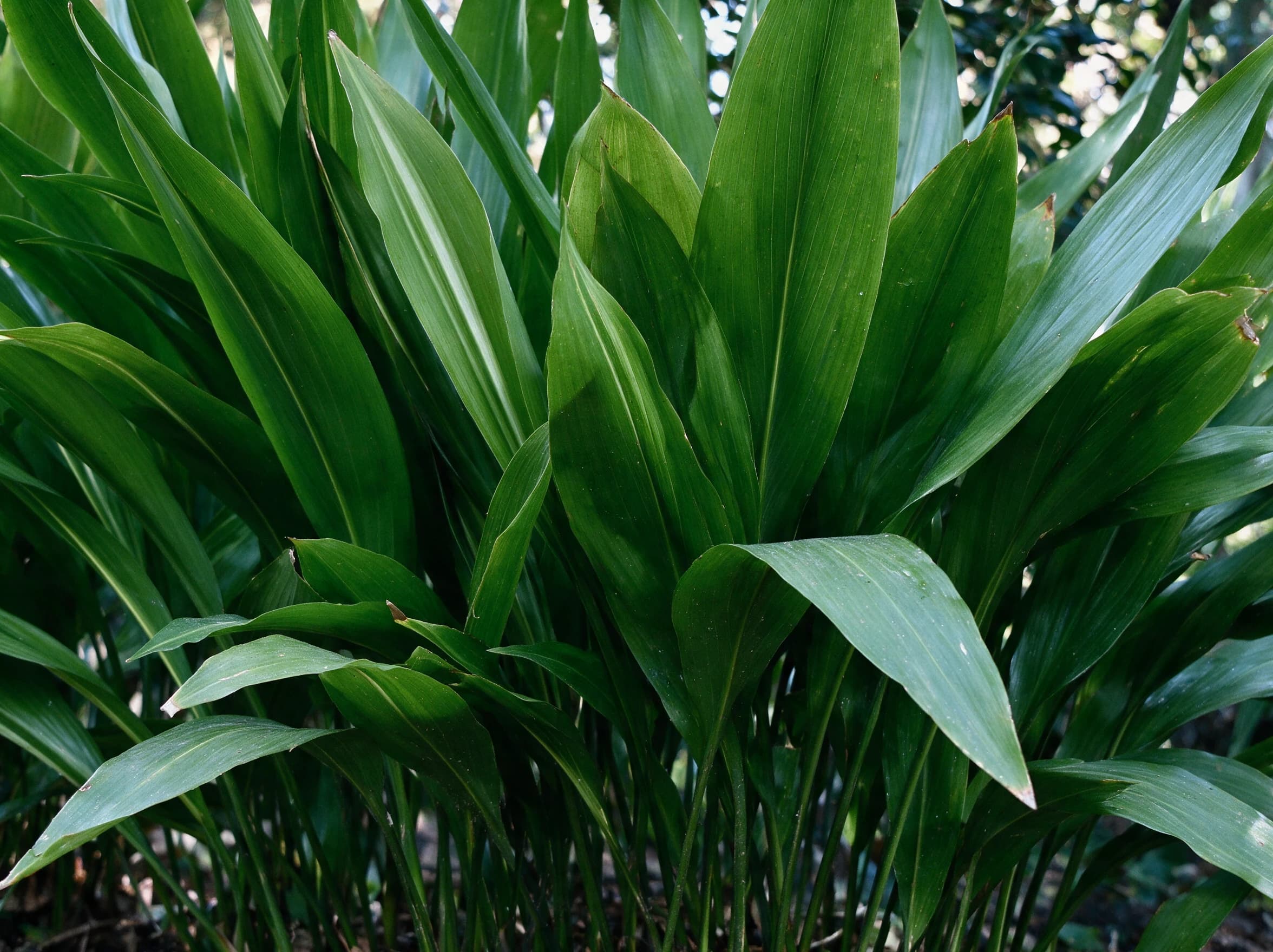 מגינית ירוקה (aspidistra elatior) — תקריב עלים, משתלת הדר נוי