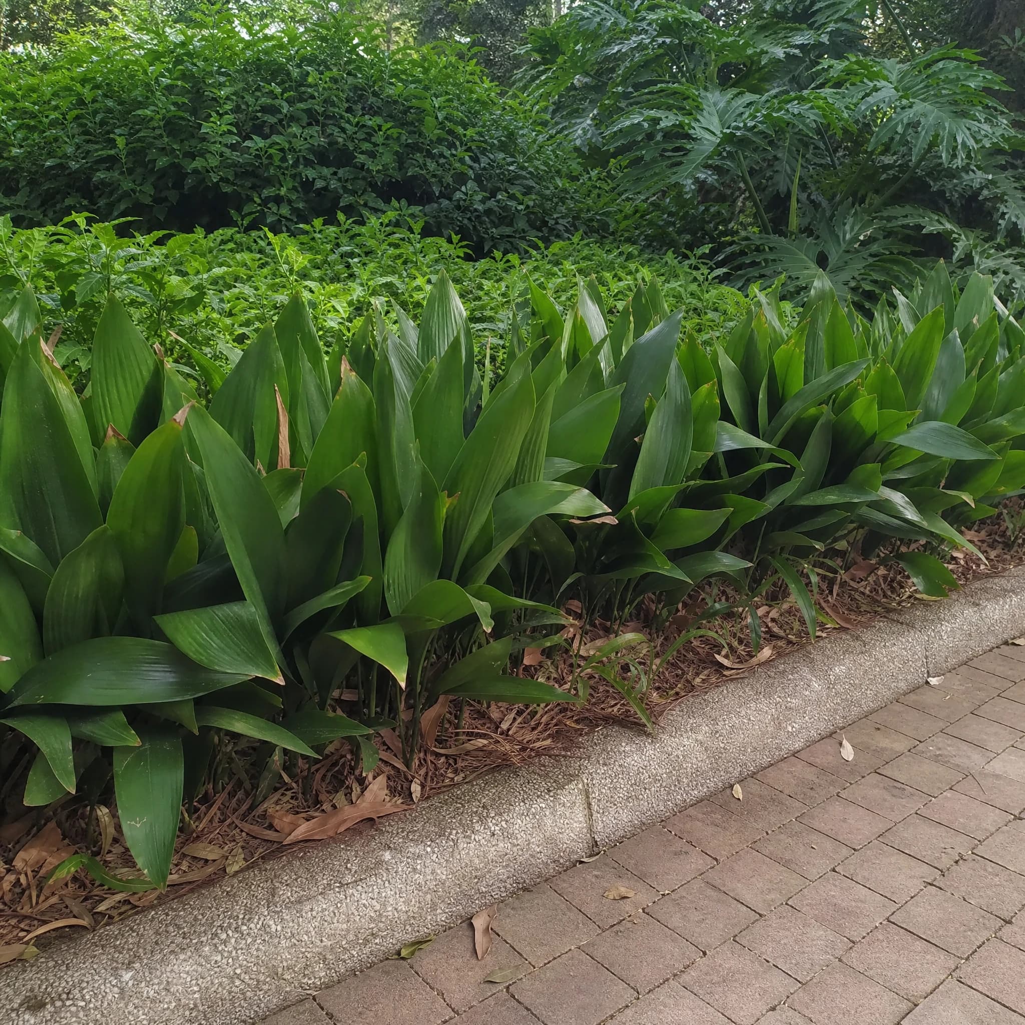 מגינית ירוקה (aspidistra elatior) — שורת מגינית ירוקה רציפה לאורך שביל לבנים מוצל — שתילה במסה, משתלת הדר נוי
