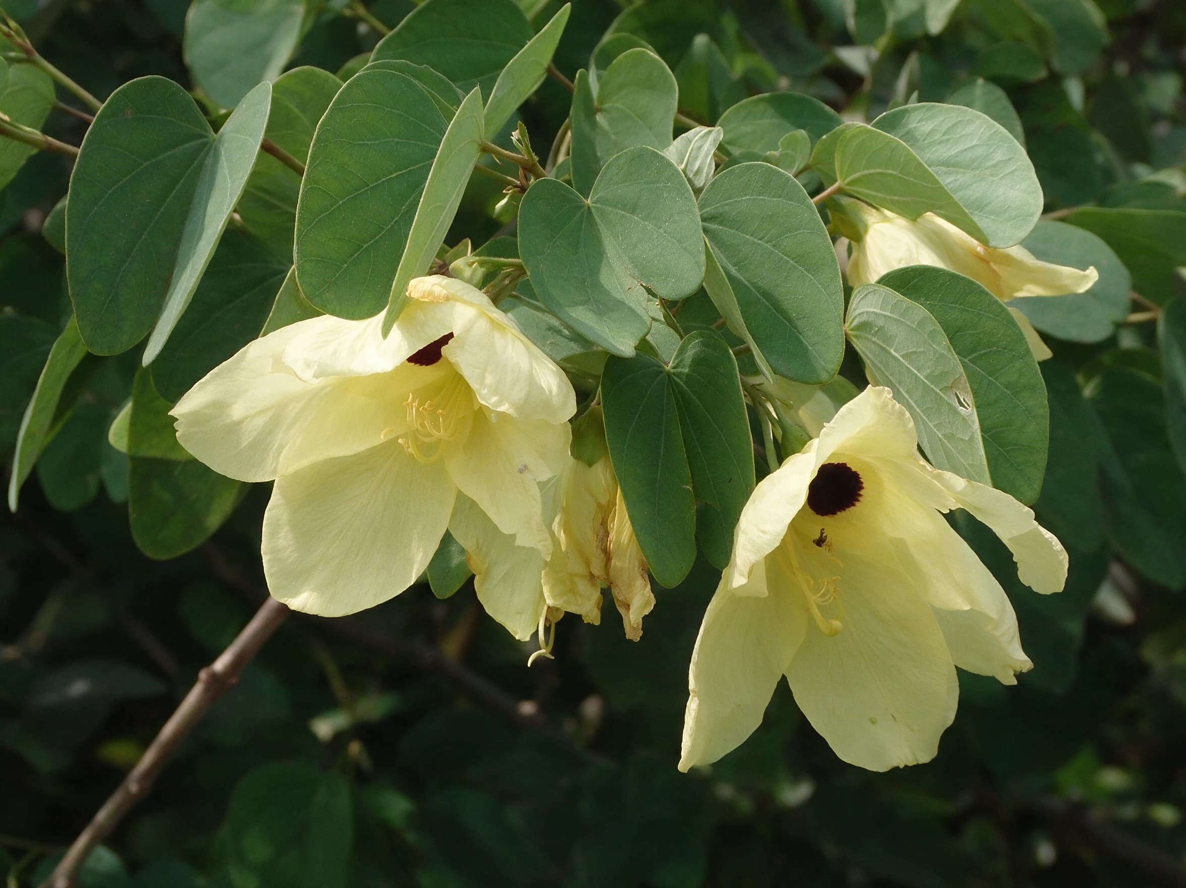 בוהיניה לבידה (טומונטוזה) (bauhinia tomentosa) — תקריב פריחה, משתלת הדר נוי