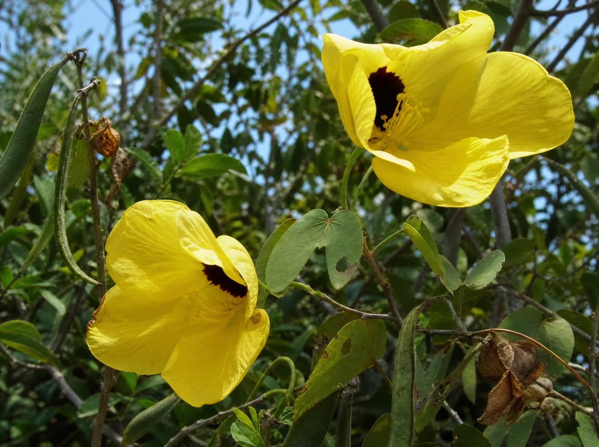 בוהיניה לבידה (טומונטוזה) (bauhinia tomentosa) — תקריב פריחה, משתלת הדר נוי