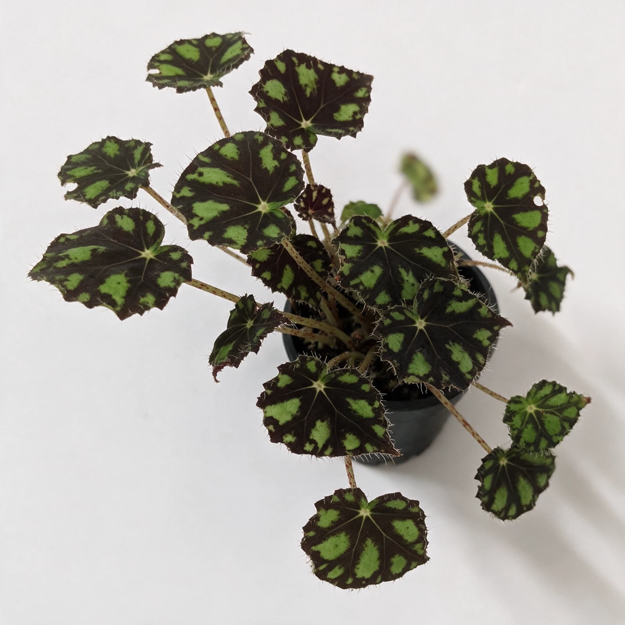 בגוניה טייגר (begonia bowerae tiger) — תקריב עלים, משתלת הדר נוי