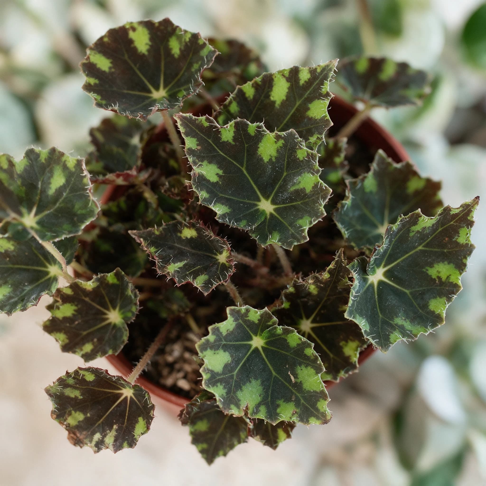 בגוניה טייגר (begonia bowerae tiger) — תקריב עלים, משתלת הדר נוי