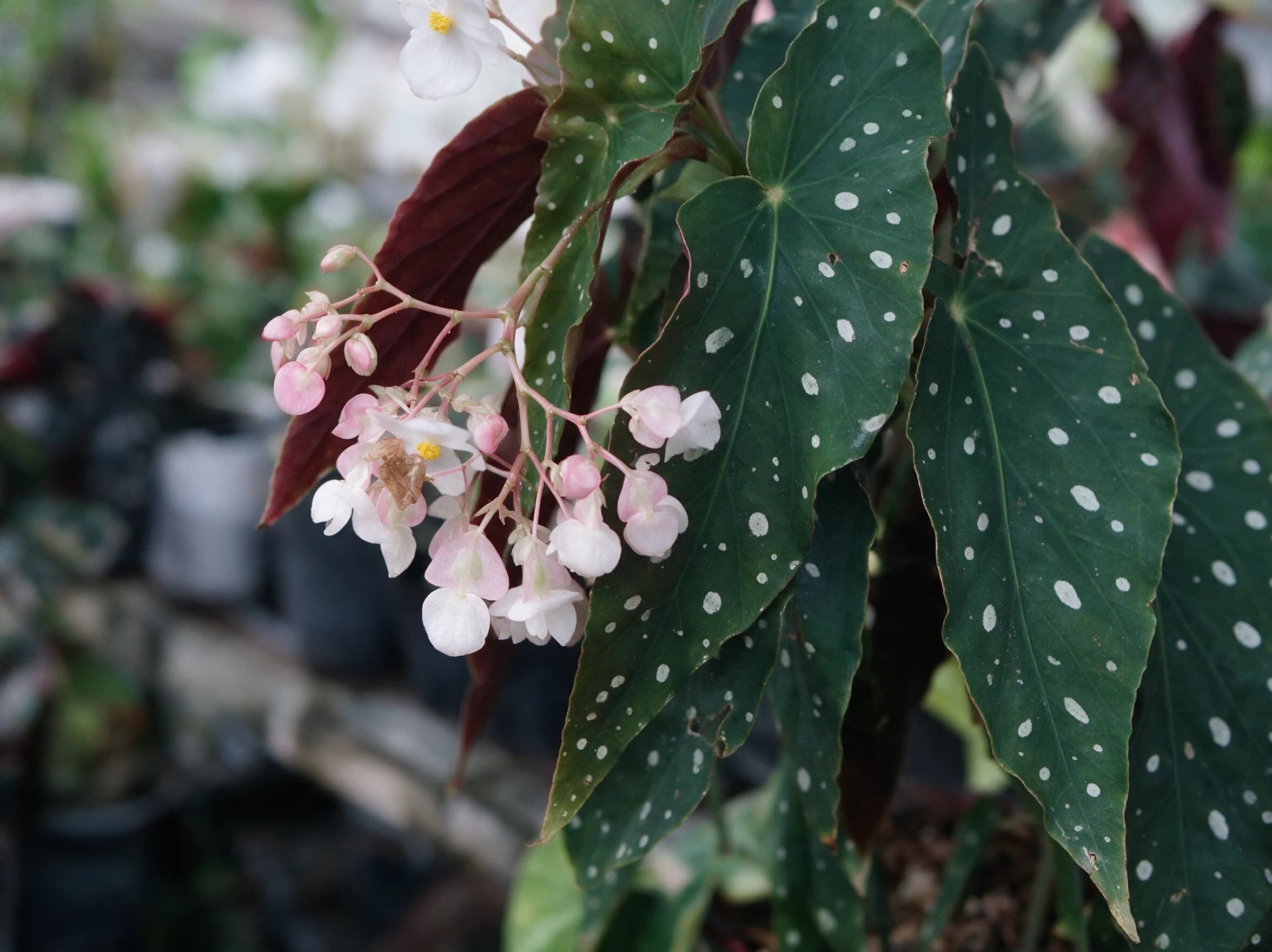 בגוניה מנוקדת "מקולטה" (begonia maculata) — תקריב פריחה, משתלת הדר נוי