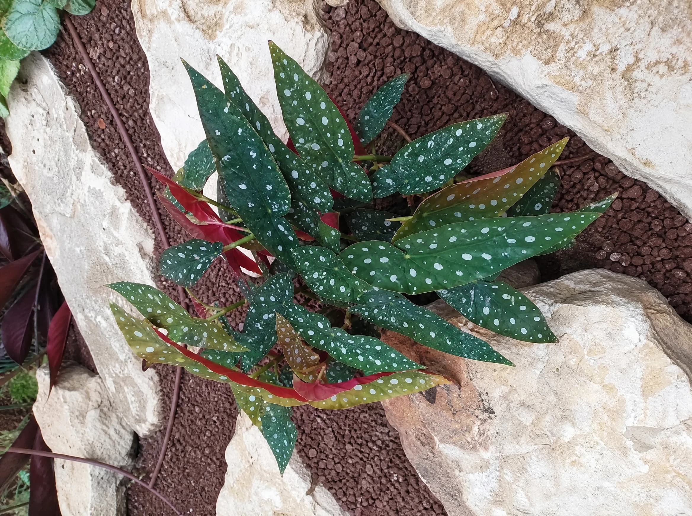 בגוניה מנוקדת "מקולטה" (begonia maculata) — בגוניה מנוקדת בערוגה מוצלת בין אבני גיר גדולות על חיפוי חצץ אדום — גינת סלעים, משתלת הדר נוי