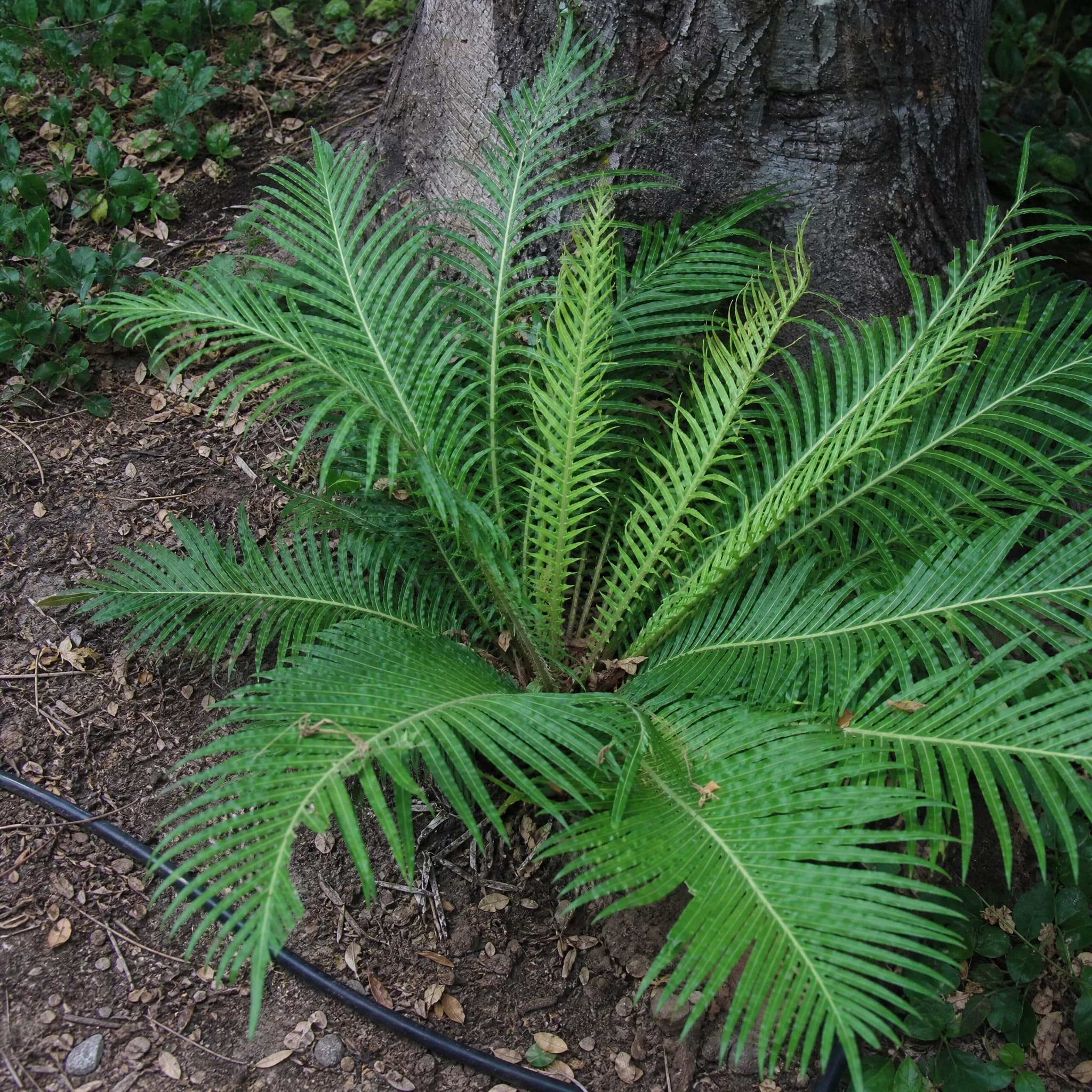 בלכנום סילבר ליידי (blechnum gibbum silver lady) — שרך בלכנום פורש כפות לרגלי גזע עץ בערוגה מוצלת — צמח מבטא בגינה, משתלת הדר נוי