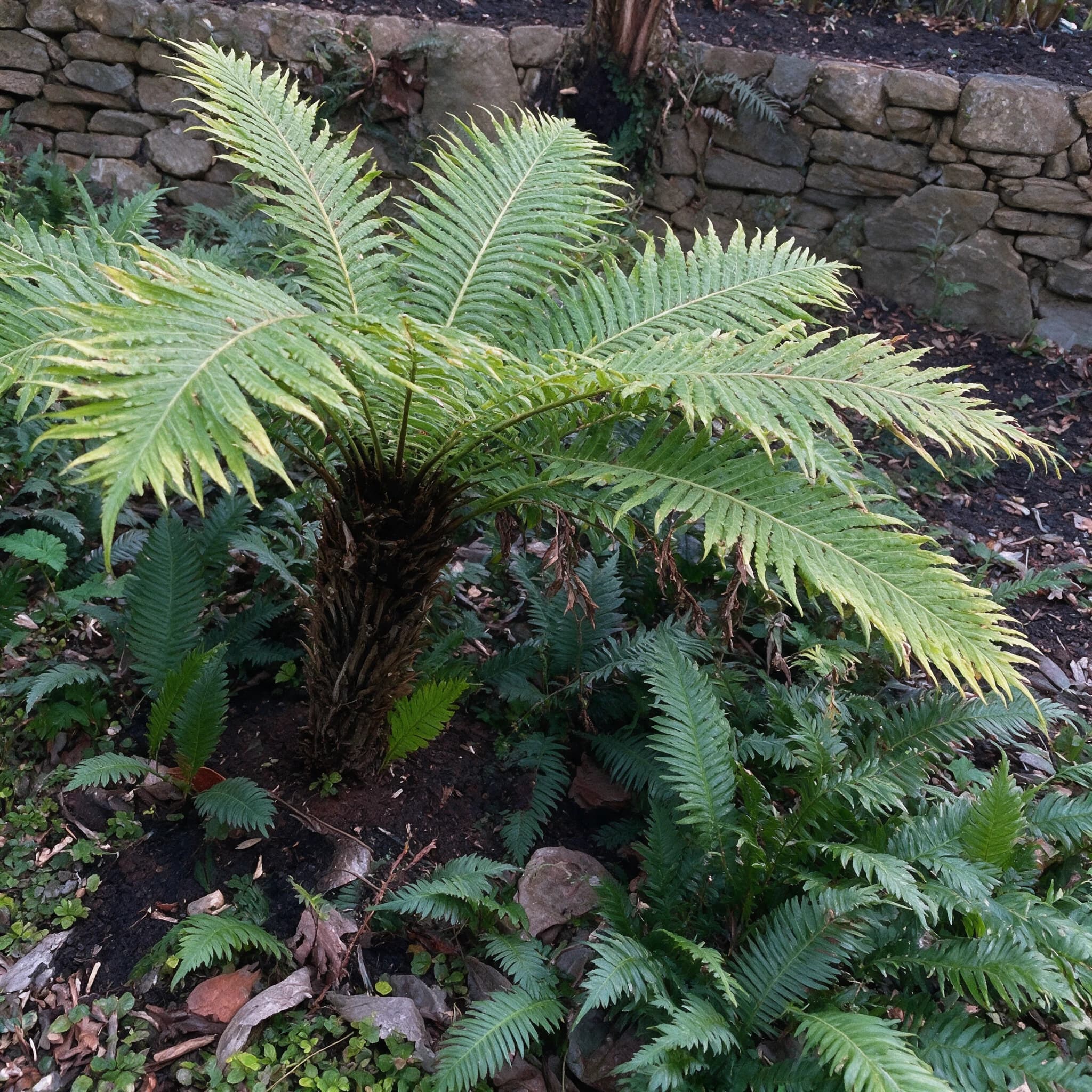 בלכנום סילבר ליידי (blechnum gibbum silver lady) — שרך בלכנום עם גזע קצר בערוגה מוצלת מתחת לקיר אבן יבשה — צמח מבטא בגינה, משתלת הדר נוי