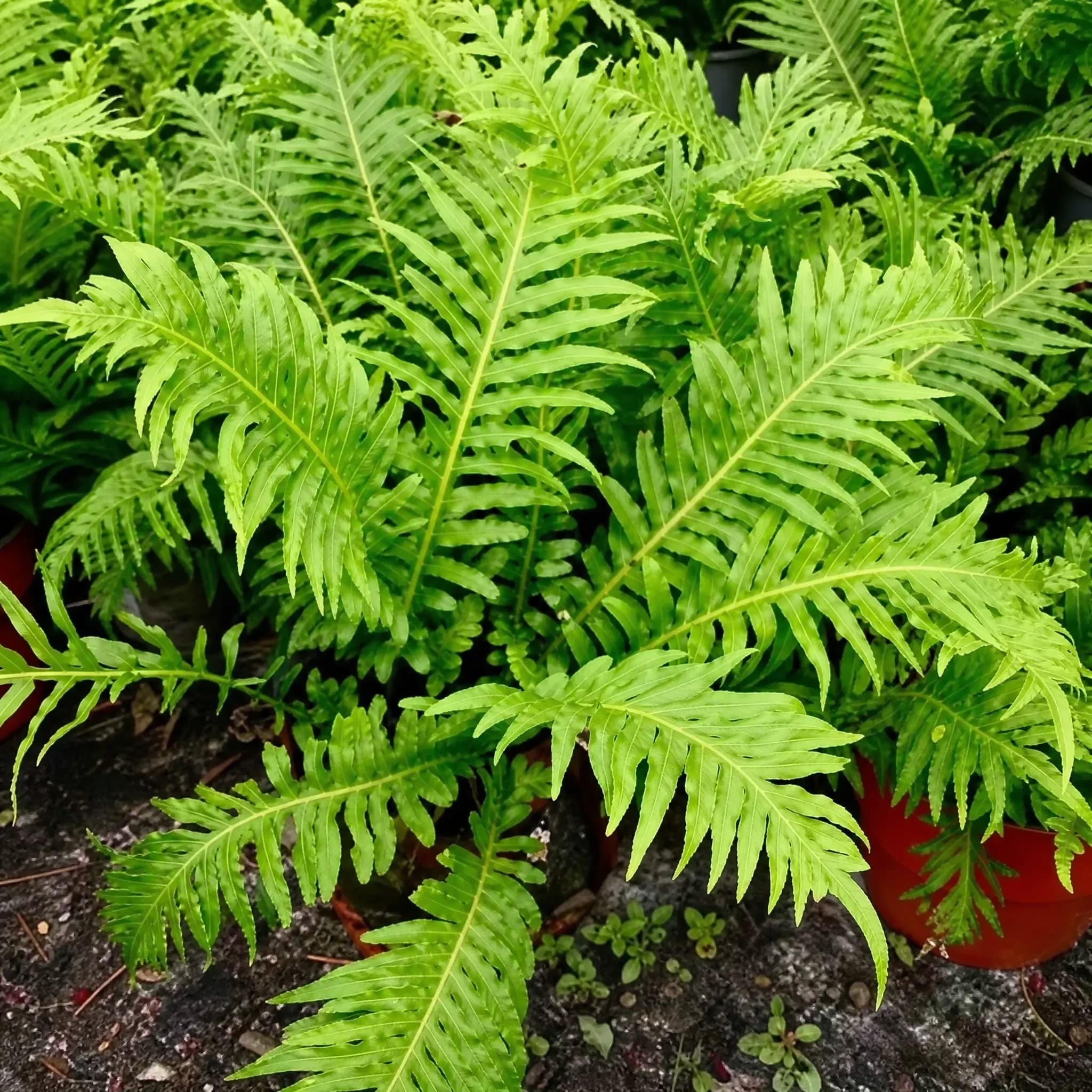 בלכנום סילבר ליידי (blechnum gibbum silver lady) — תקריב עלים, משתלת הדר נוי