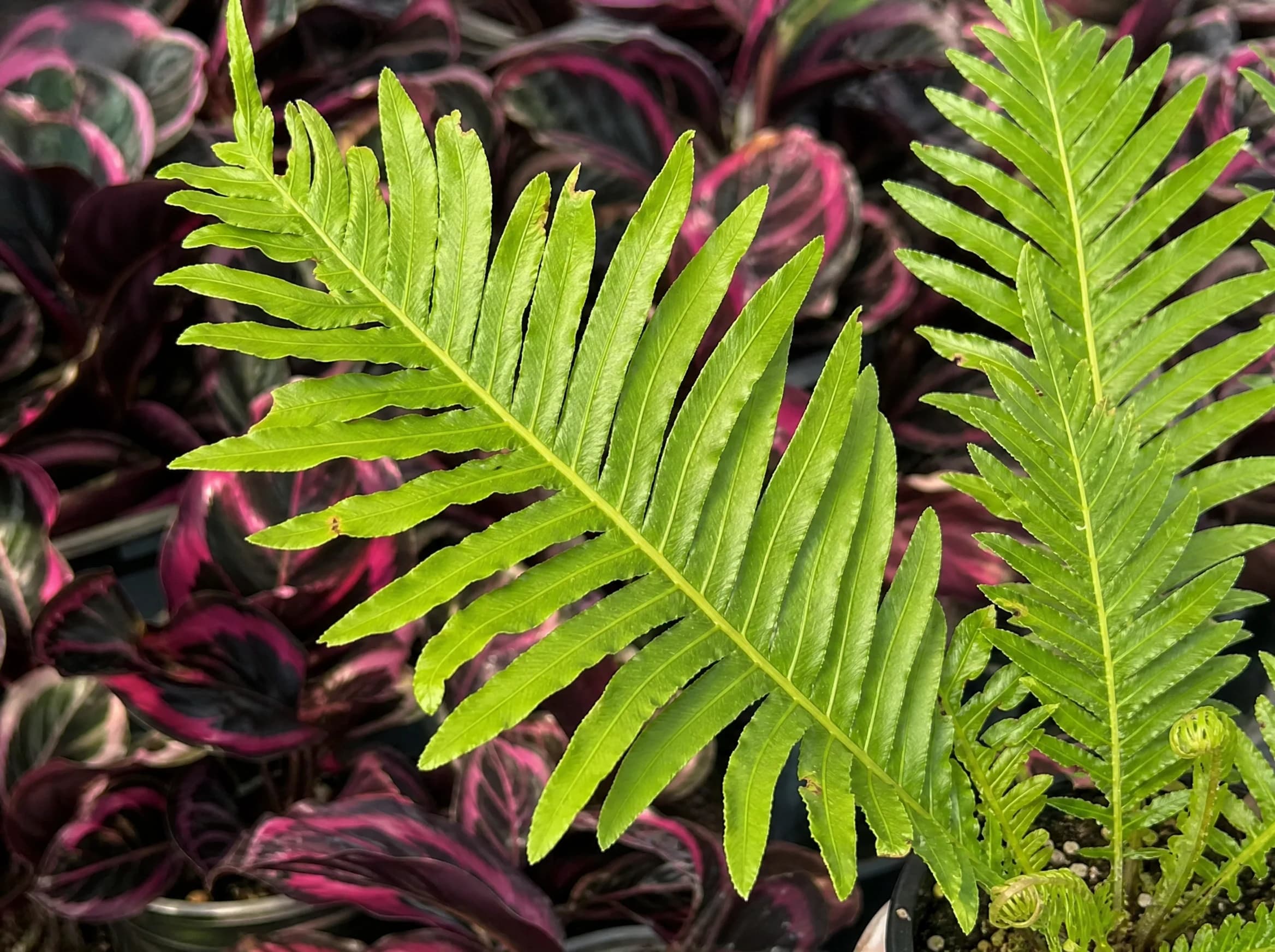בלכנום סילבר ליידי (blechnum gibbum silver lady) — תקריב עלים, משתלת הדר נוי