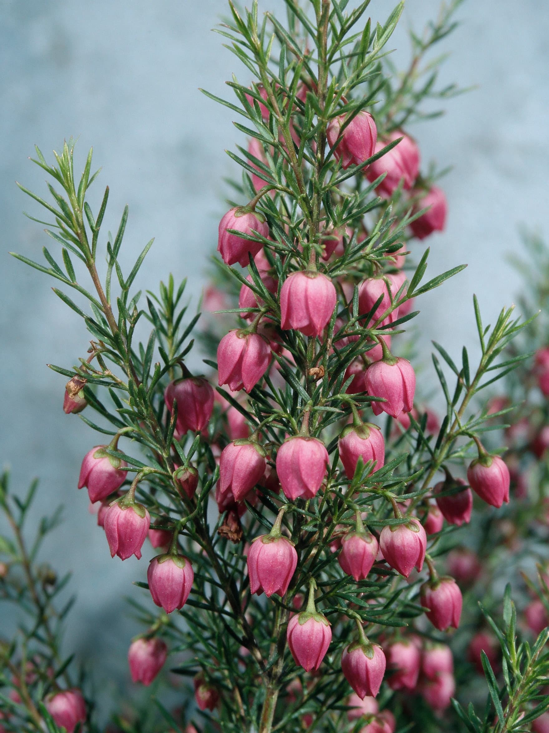 בורוניה (boronia heterophylla) — תקריב פריחה, משתלת הדר נוי