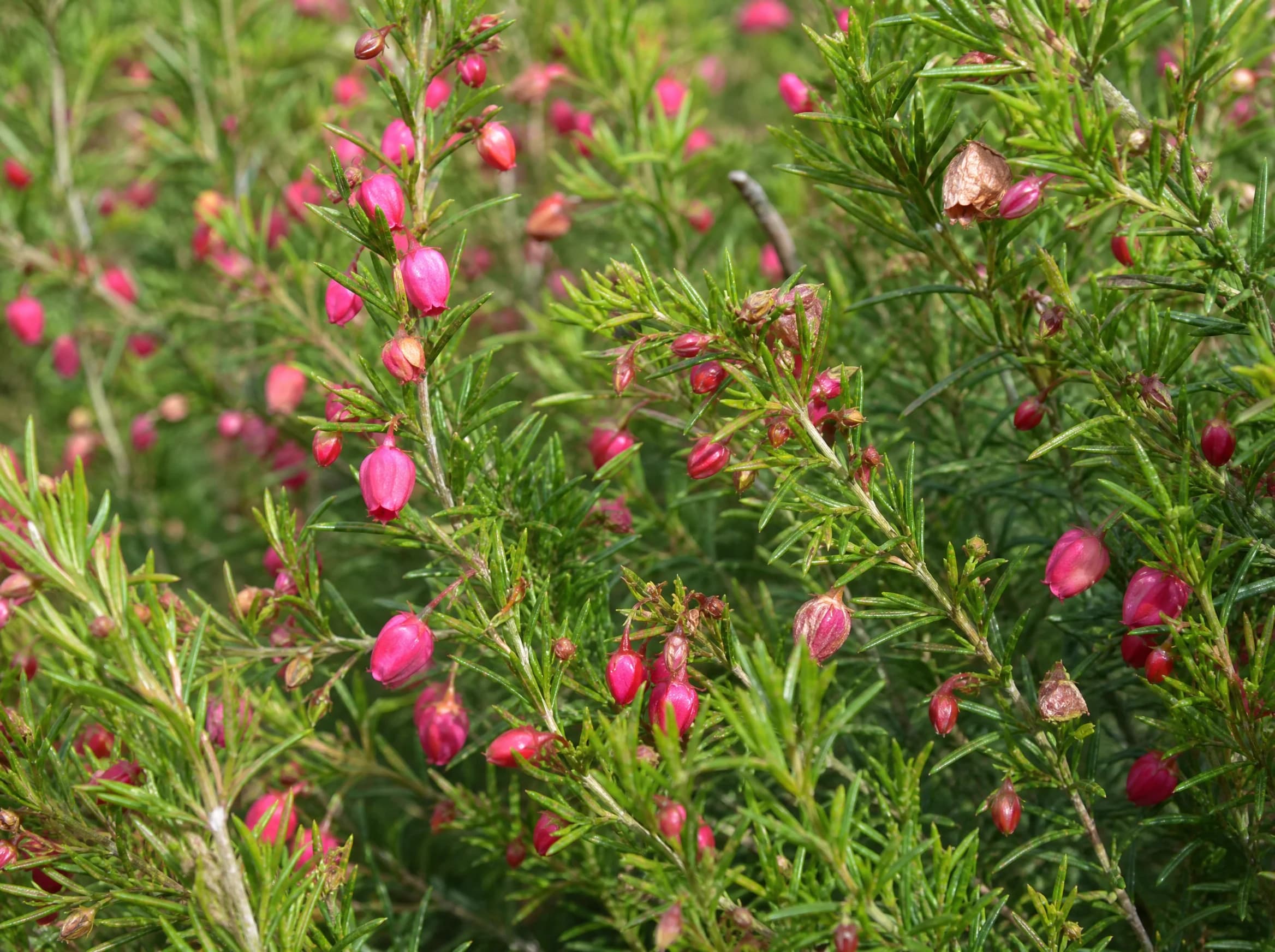 בורוניה (boronia heterophylla) — תקריב פריחה, משתלת הדר נוי