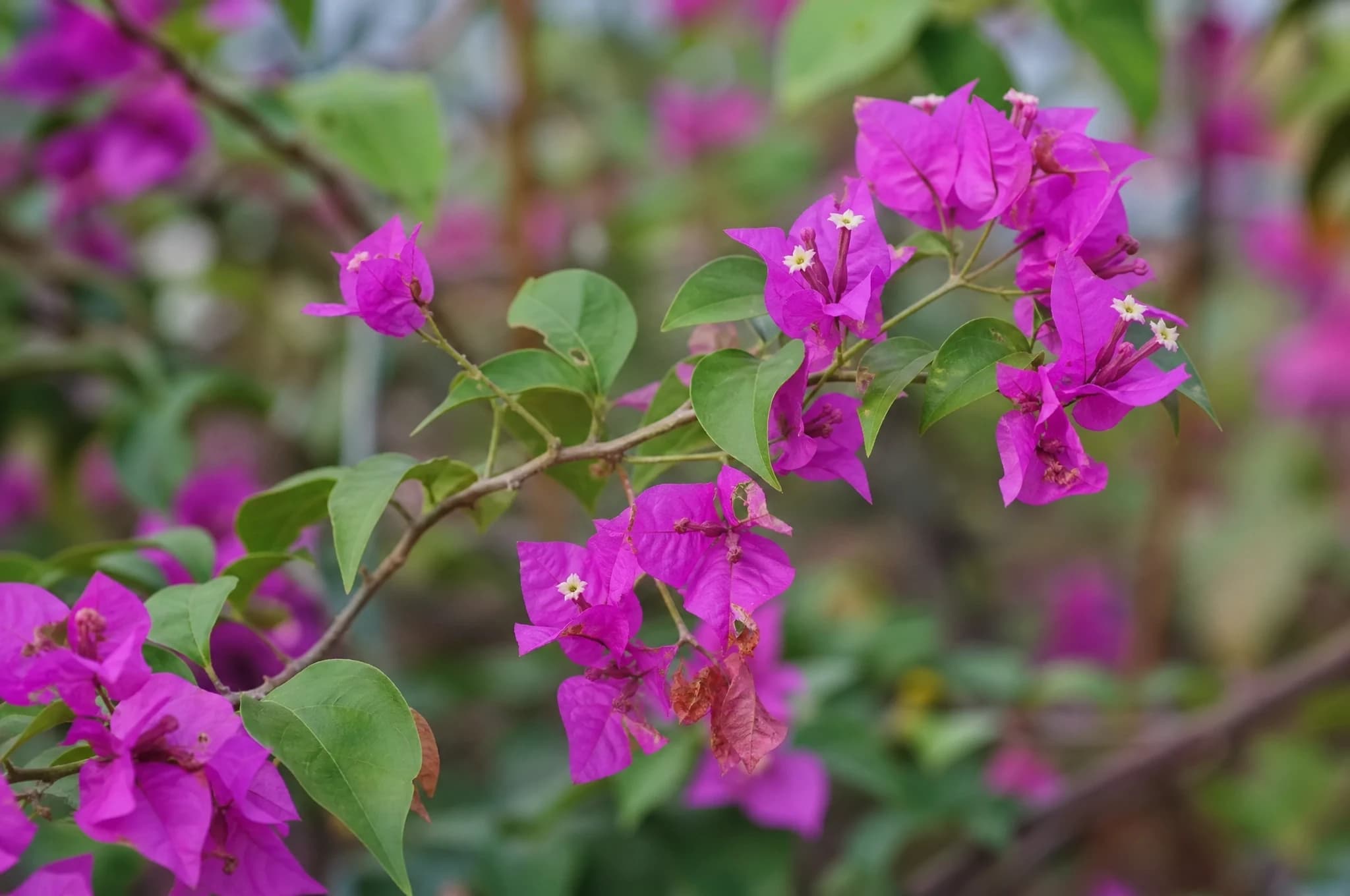 בוגונביליה מיני תאי (bougainvillea glabra) — תקריב פריחה, משתלת הדר נוי