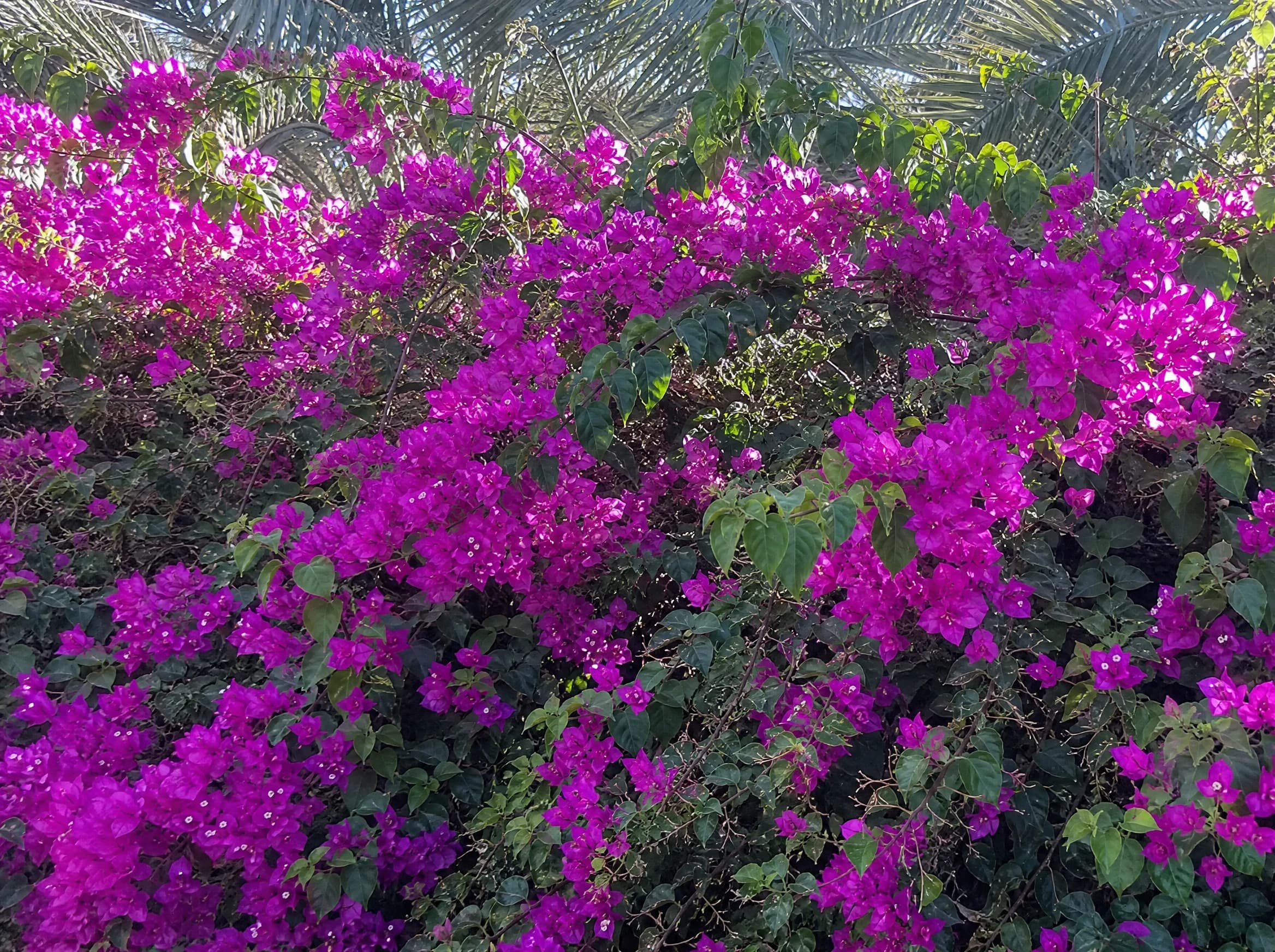 בוגונביליה מיני תאי (bougainvillea glabra) — וילון בוגנוויליה סגולה־מגנטה צפוף החוסם את הרקע לצד כפות דקל — מסך ירוק להסתרה, משתלת הדר נוי
