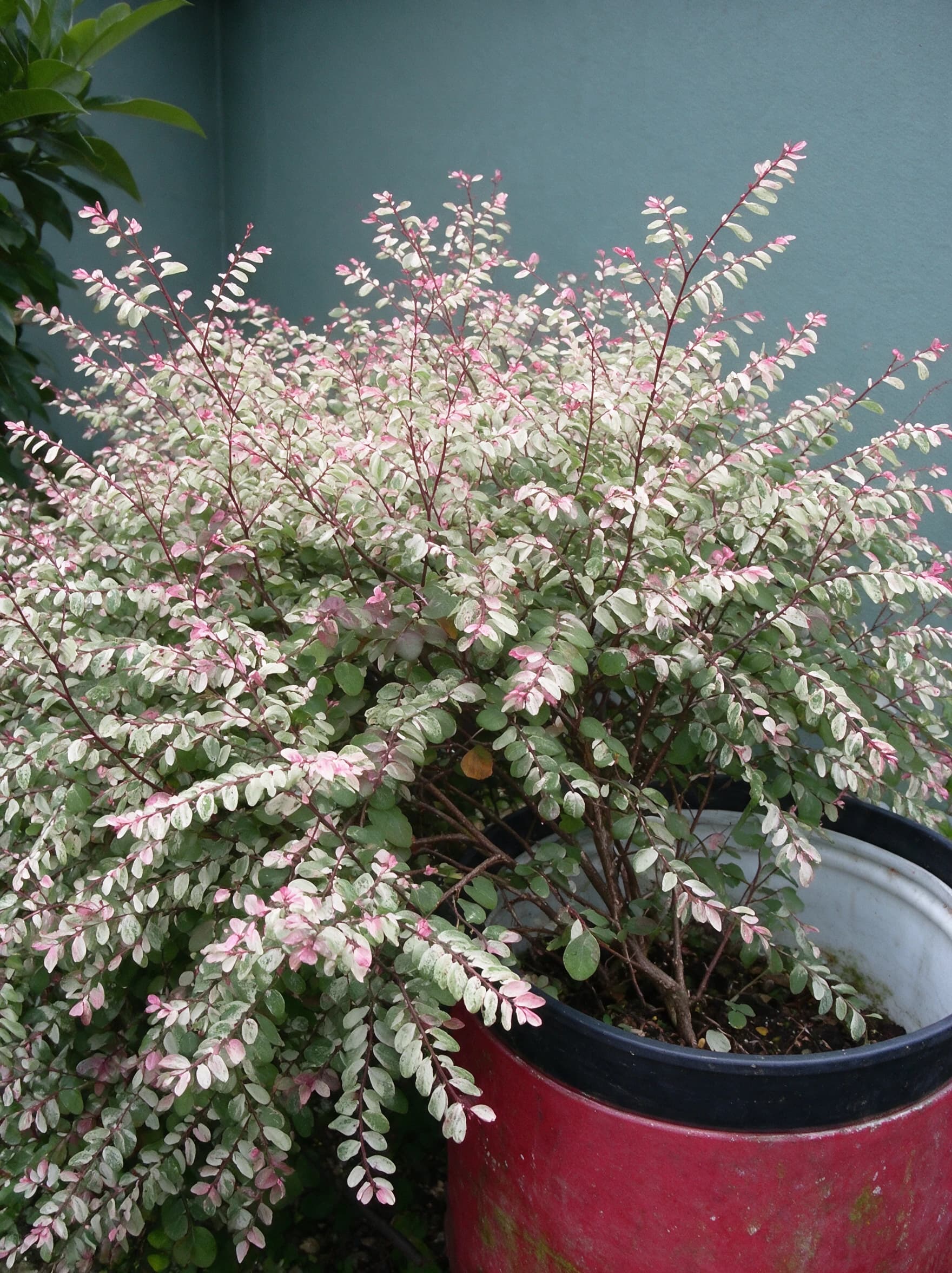 ברהניה שלגית אדומה (breynia disticha) — שיח ברהניה מגוון בעציץ אדום עגול לצד קיר בית — שתילה במיכל ובמרפסת, משתלת הדר נוי
