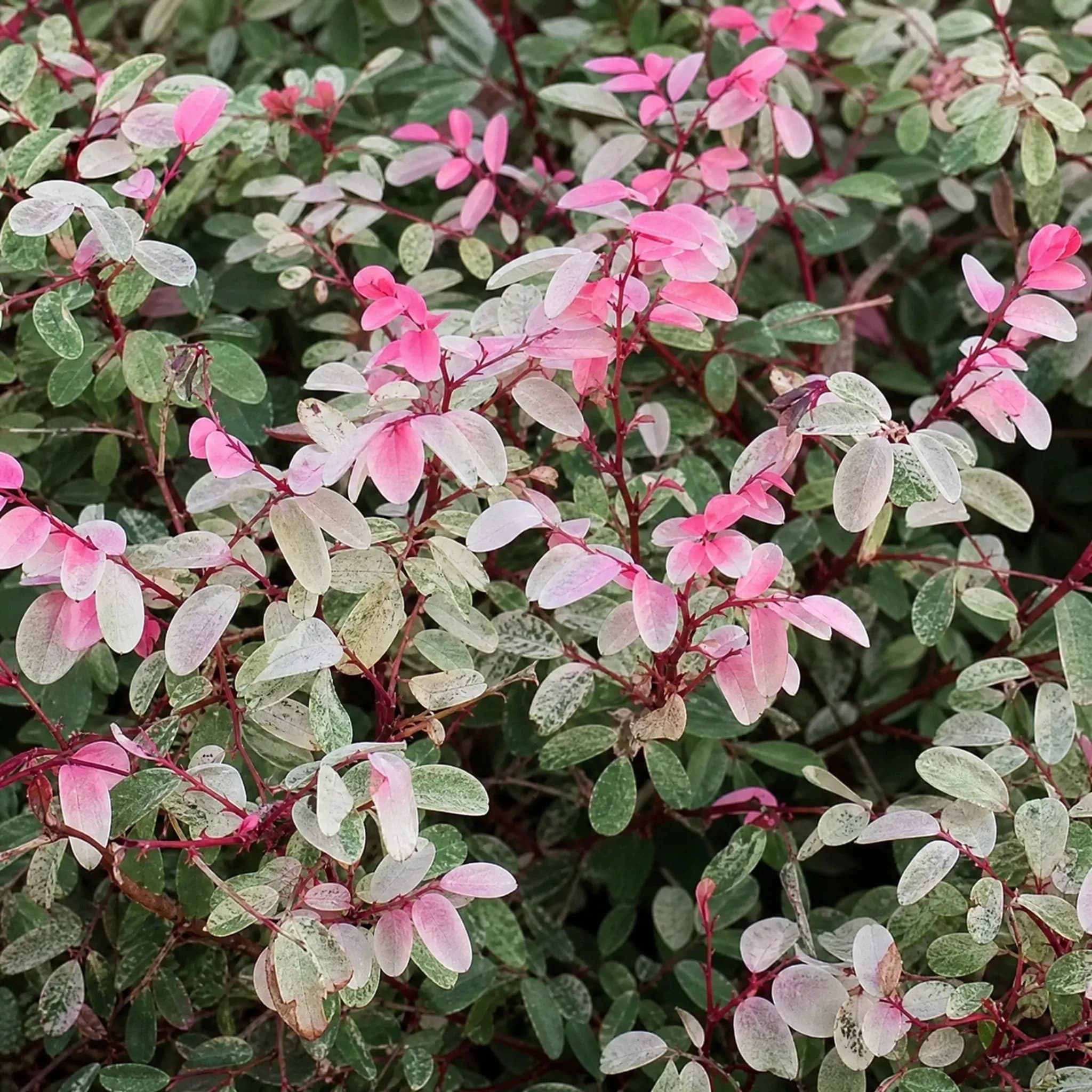 ברהניה שלגית אדומה (breynia disticha) — תקריב עלים, משתלת הדר נוי