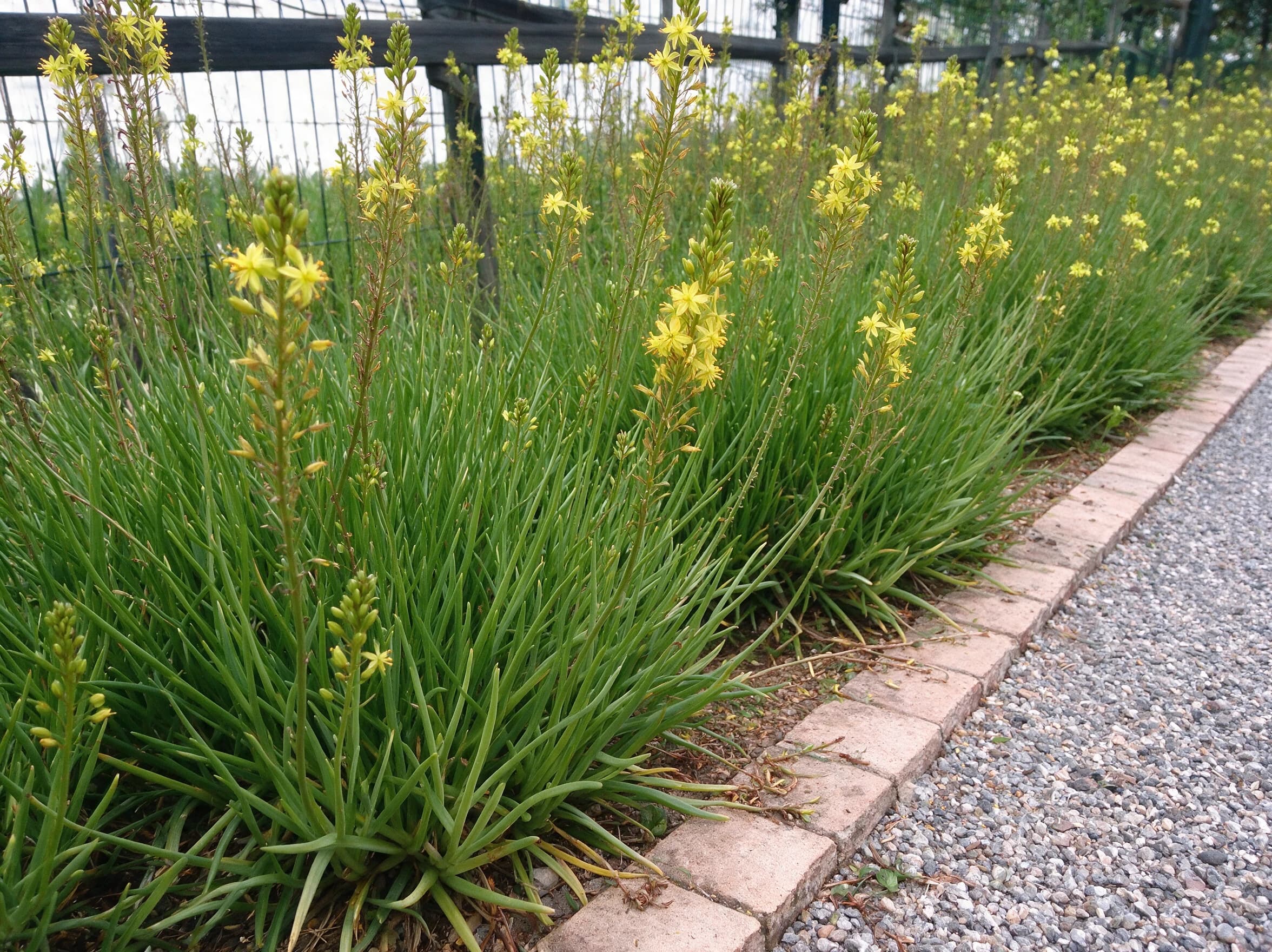 בולבין צהוב (bulbine frutescens) — שורת בולבין צהוב פורחת לאורך אבן שפה של דרך חצץ — גבול ערוגה ושוליים, משתלת הדר נוי
