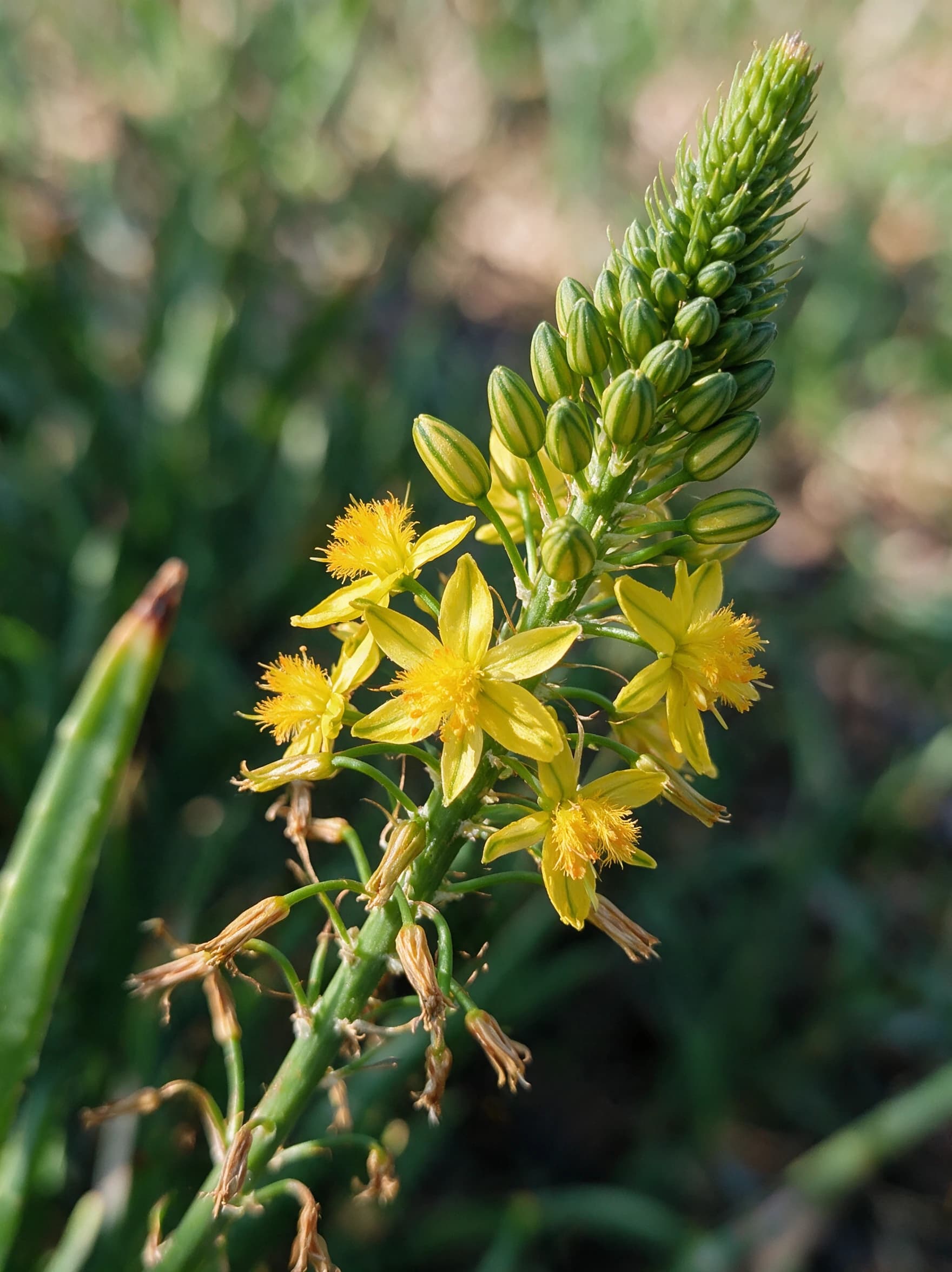 בולבין צהוב (bulbine frutescens) — תקריב פריחה, משתלת הדר נוי