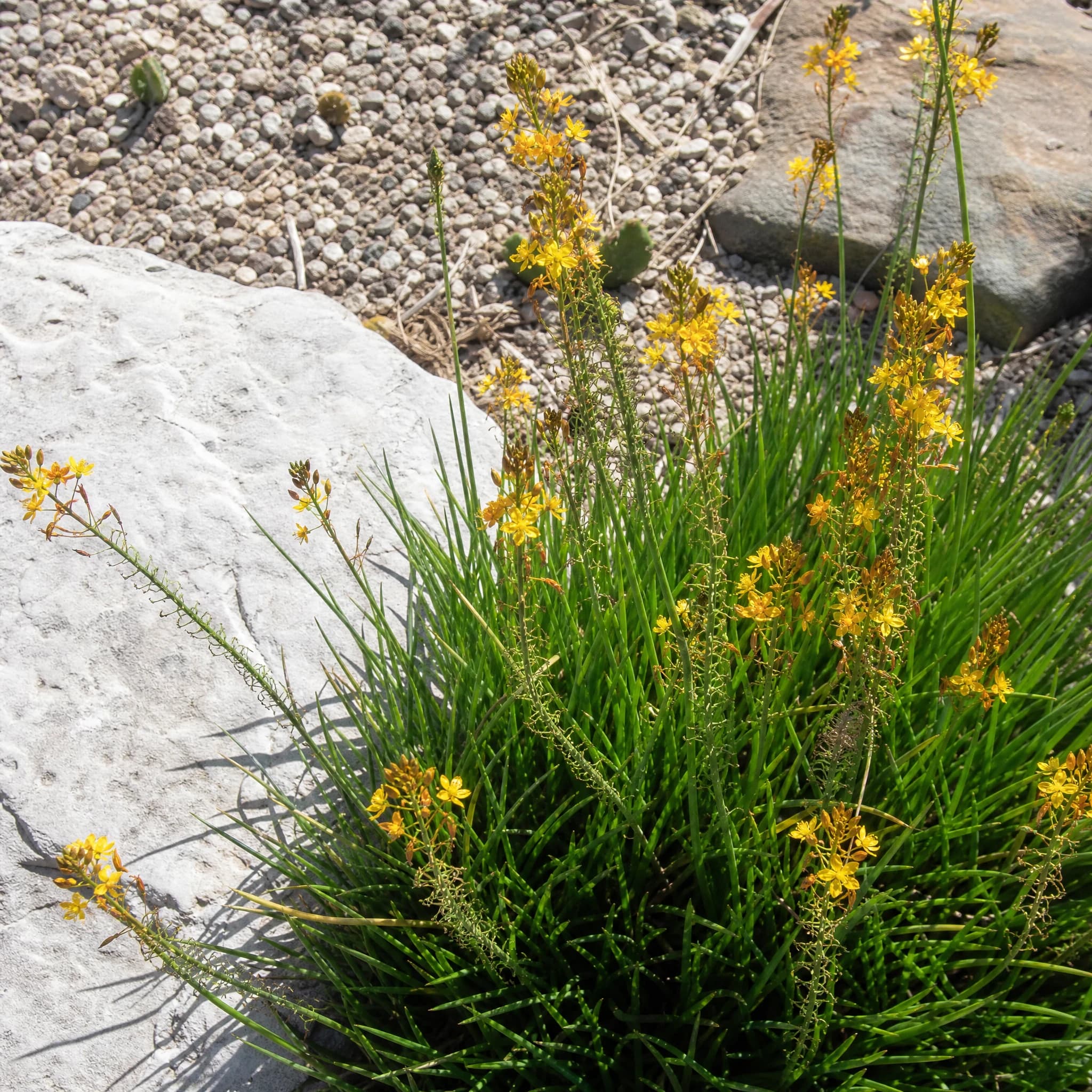 בולבין צהוב (bulbine frutescens) — גומת בולבין פורחת בכתום-צהוב בגינת סלעים יבשה לצד סלע גדול — גינת סלעים, משתלת הדר נוי