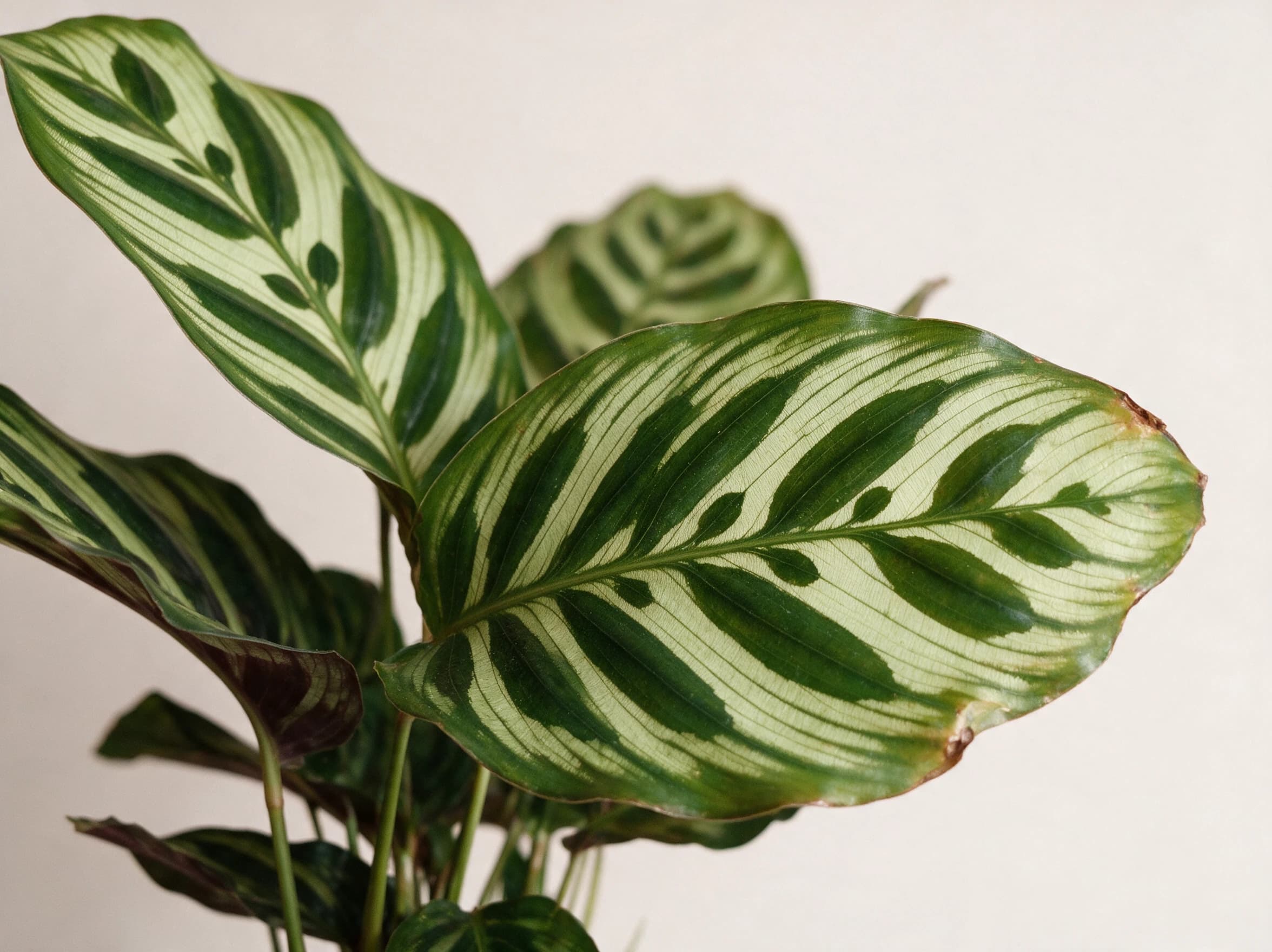 קלתיאה מקויאנה (calathea makoyana) — תקריב עלים, משתלת הדר נוי